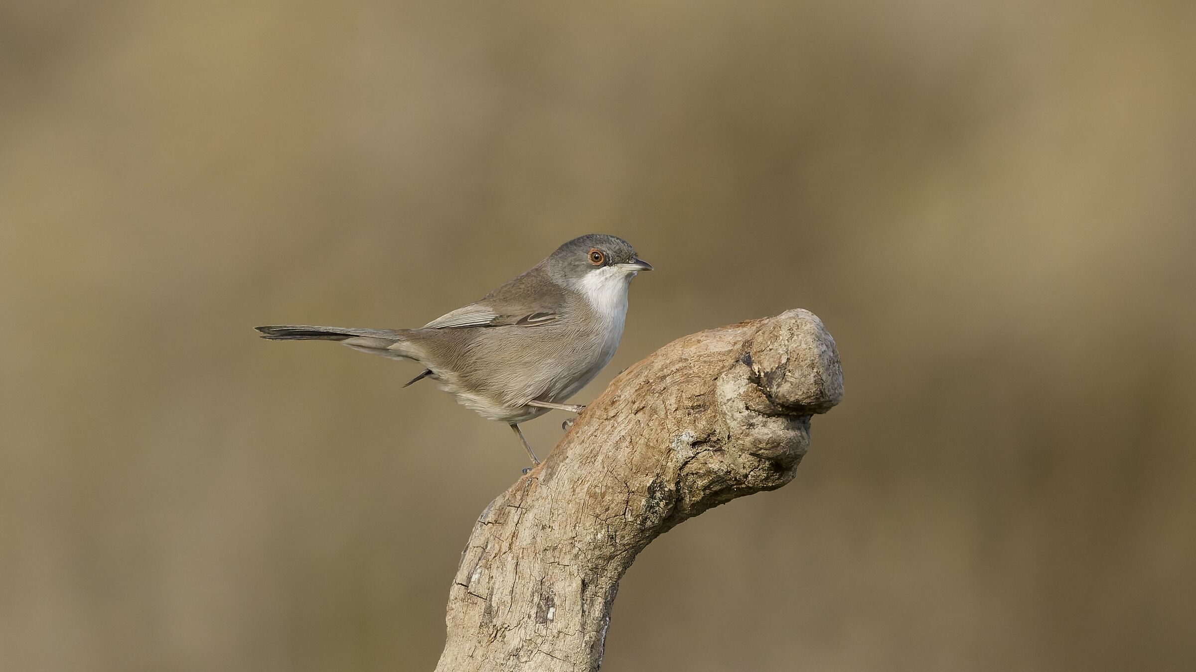 Occhiocotto F.