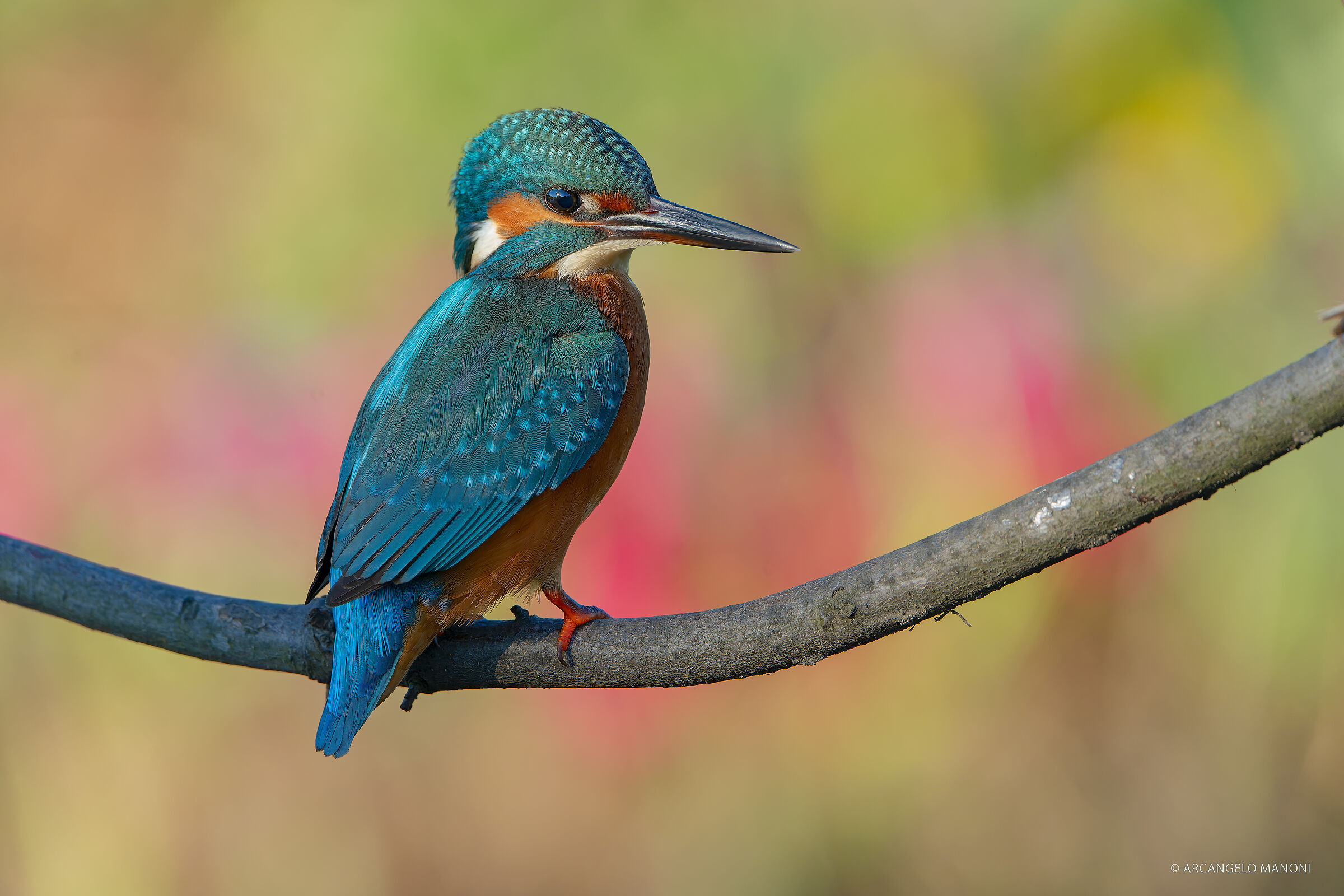Il fantastico mondo dei martini