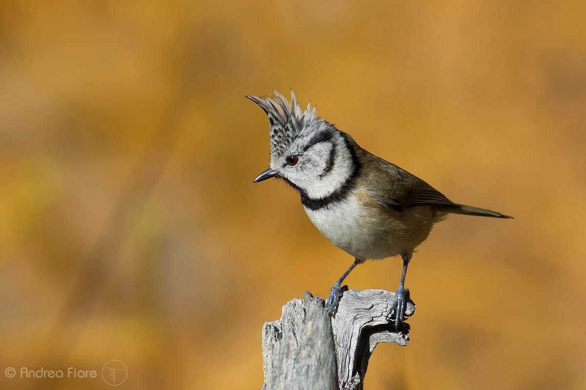 Crested Tit