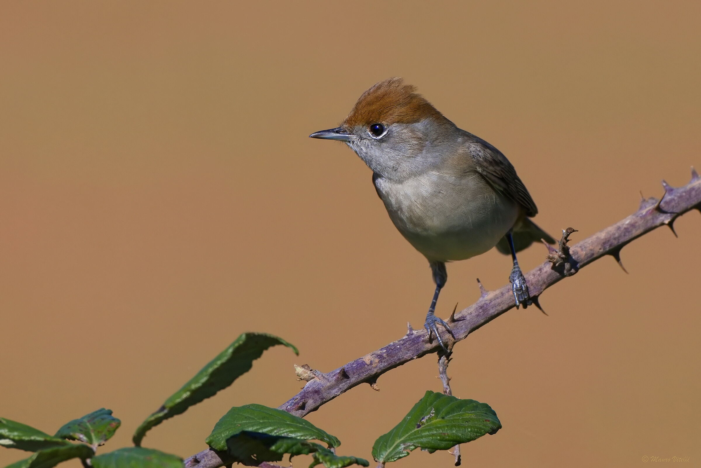 Blackcap (Sylvia atricapilla) F
