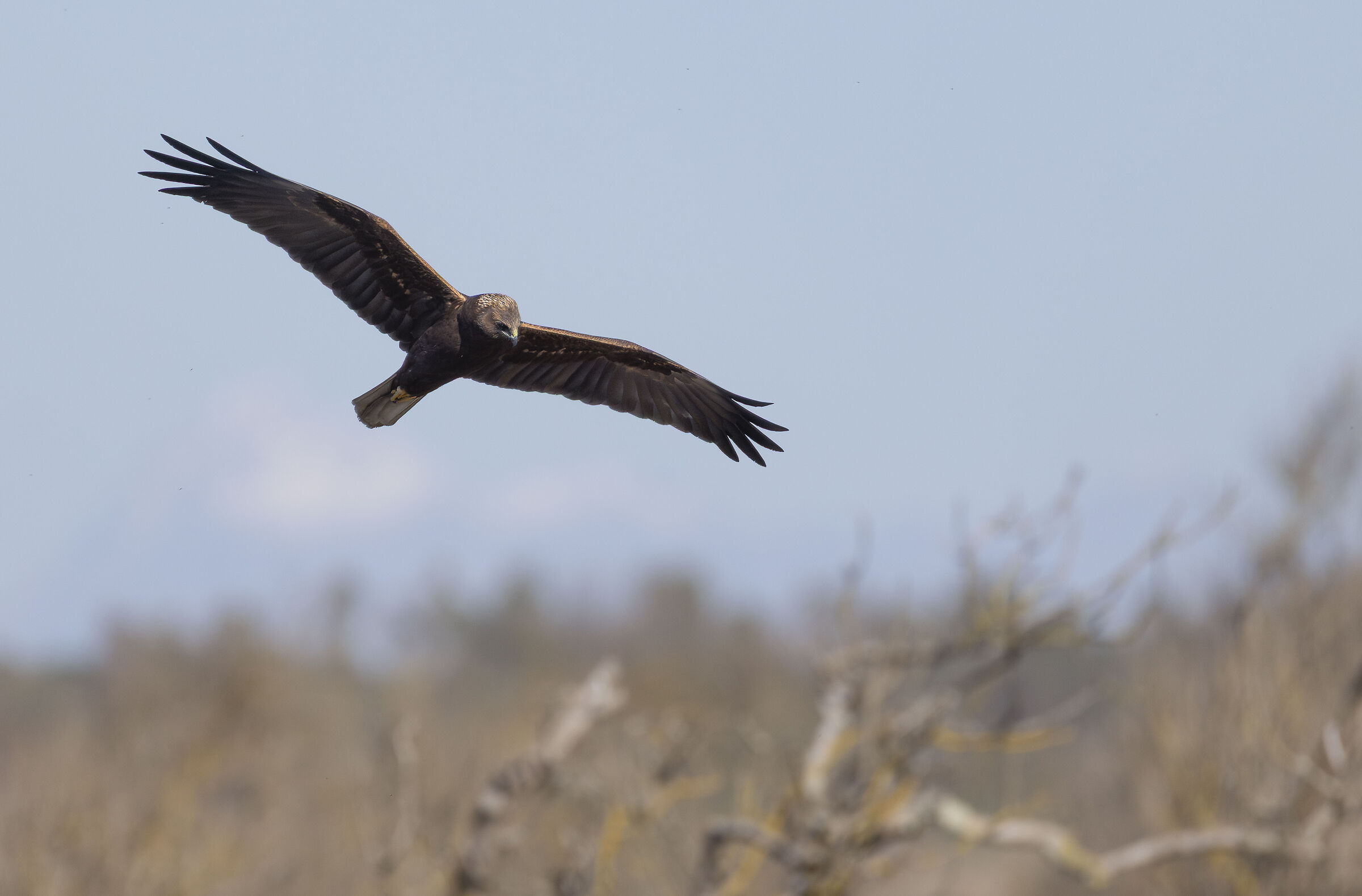 faco palude padule Bolgheri 2