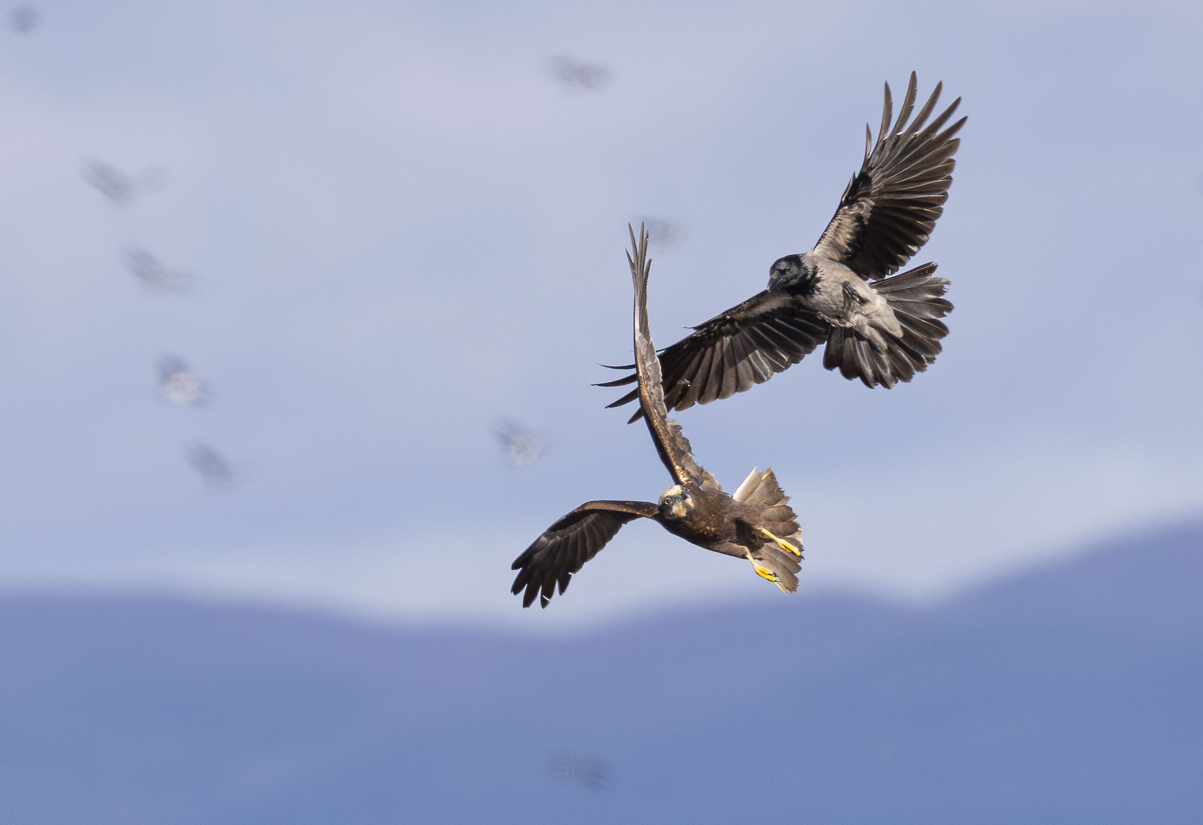 bolgheri cornacchia attacca falco di palude