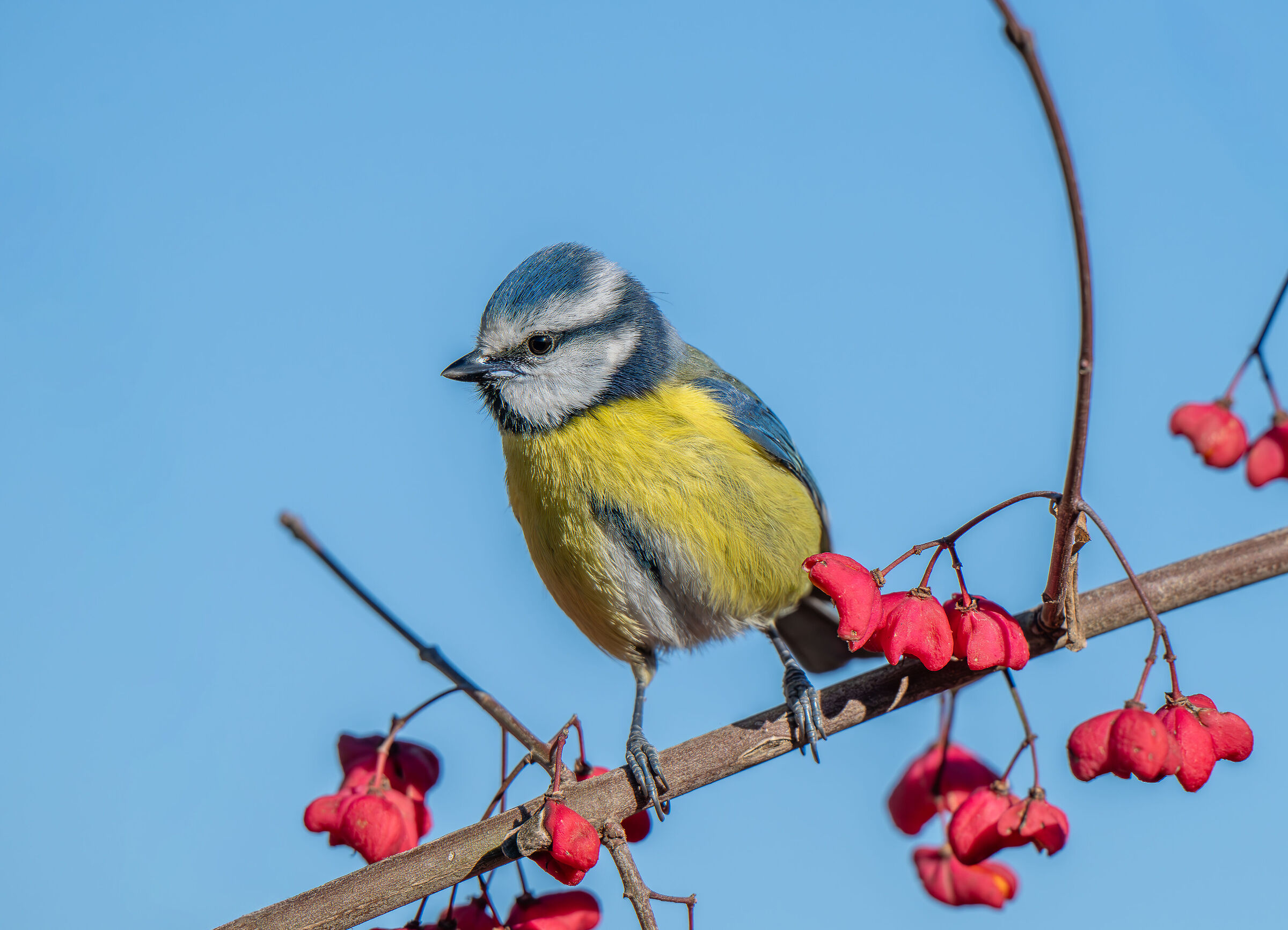 cinciarella su fusaggine