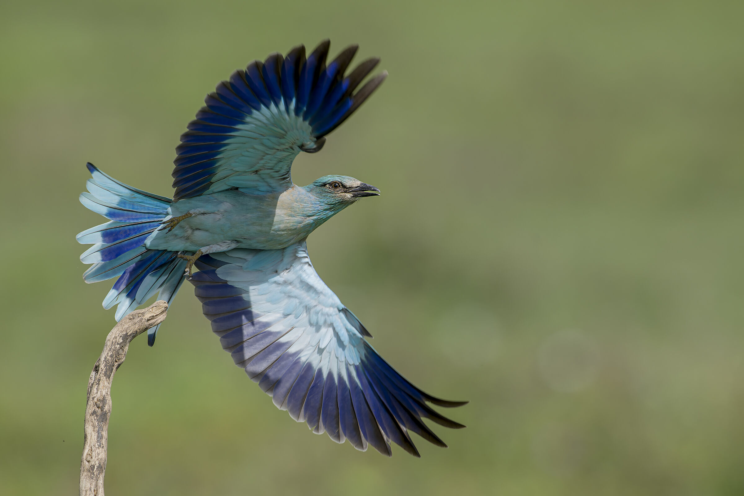 The elegance of the jay