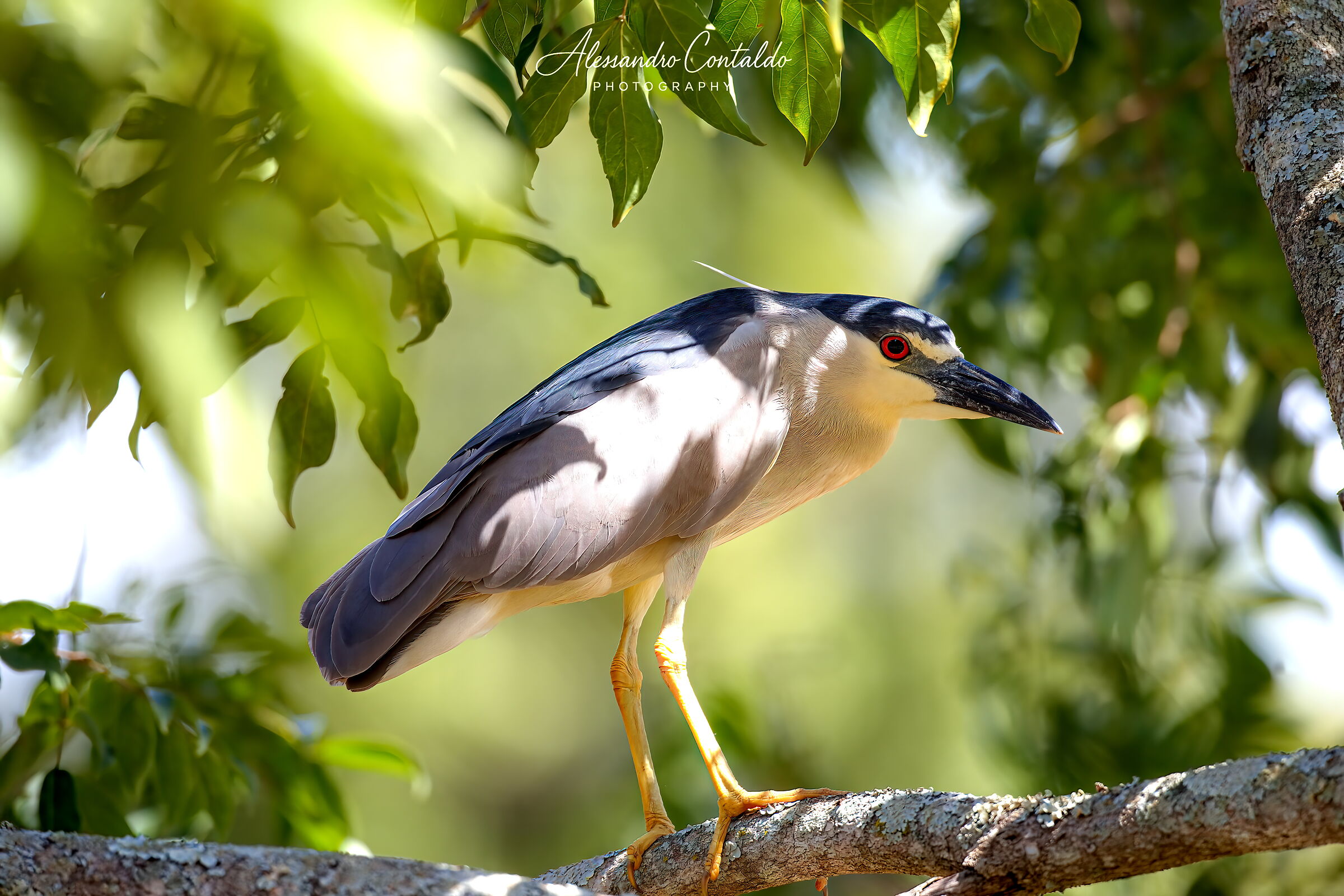 Nitticora (Nycticorax nycticorax)