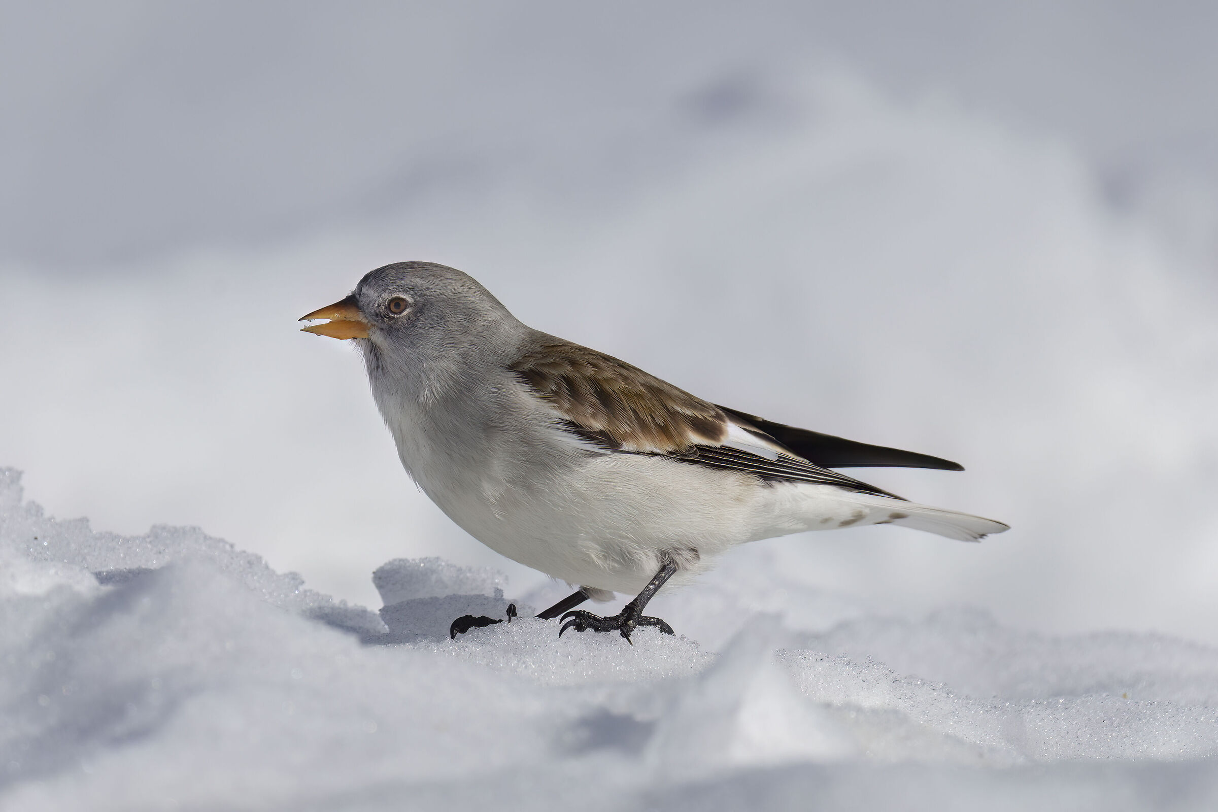 fringuello alpino neve neve febbraio 2026