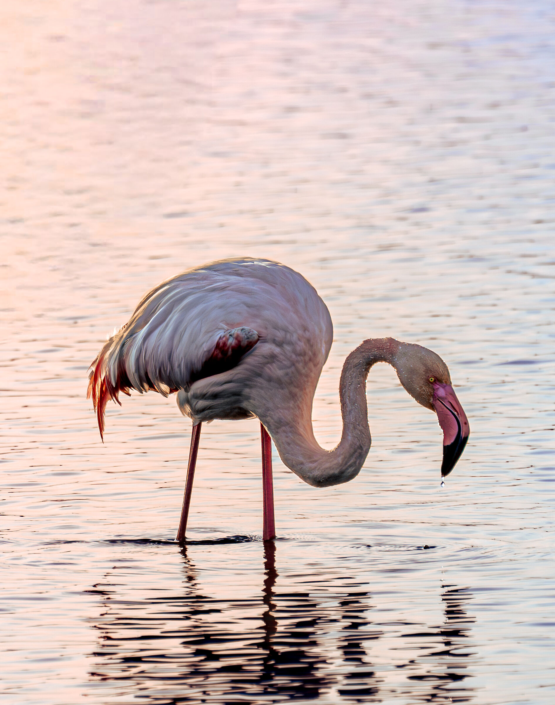 Flamingo
