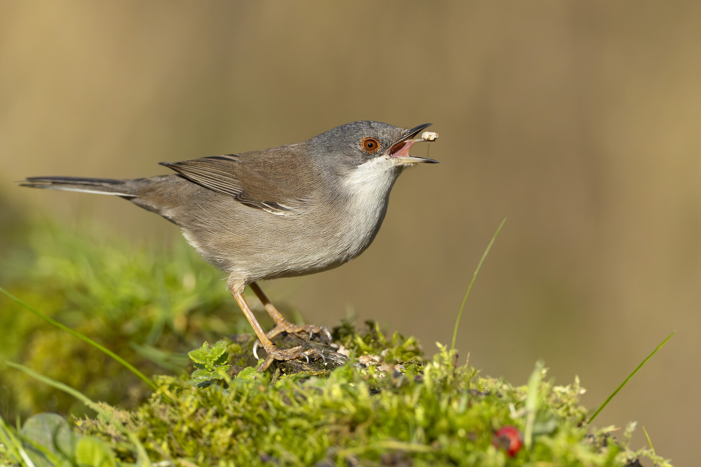 The "beak" is watering