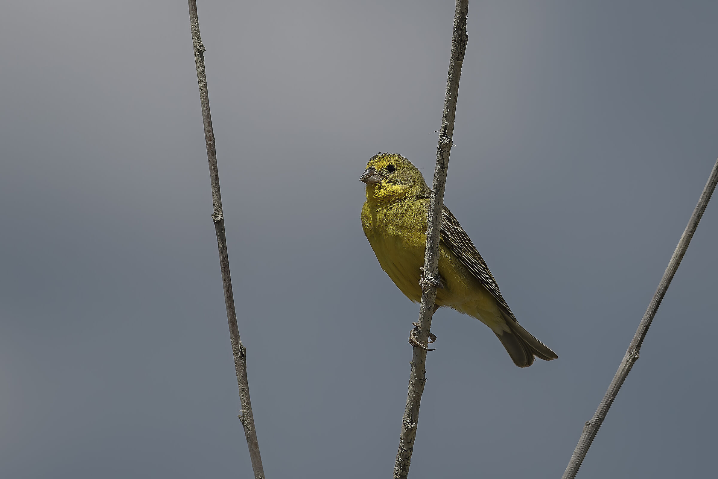 Golden Prairie Finch