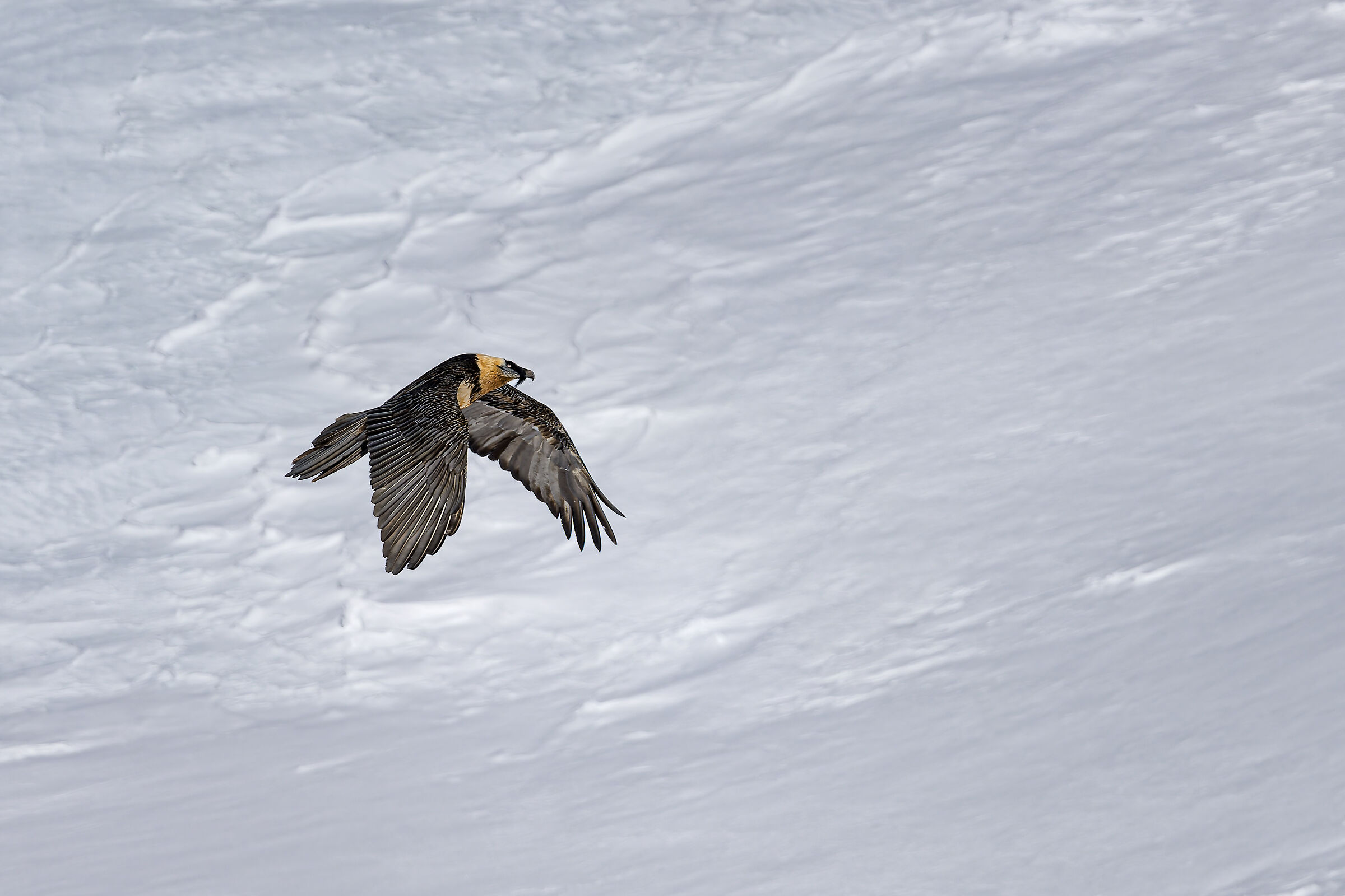 Gypaetus Barbatus - Gran Paradiso National Park