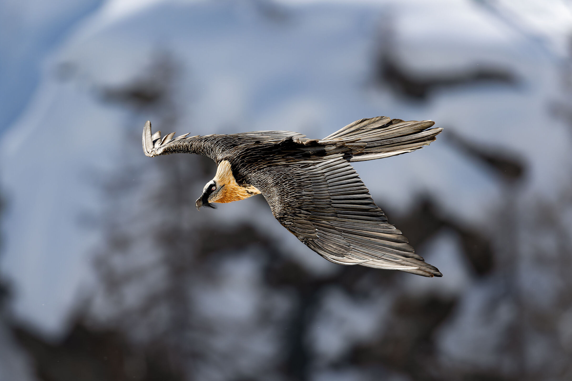 Gypaetus Barbatus - Gran Paradiso National Park