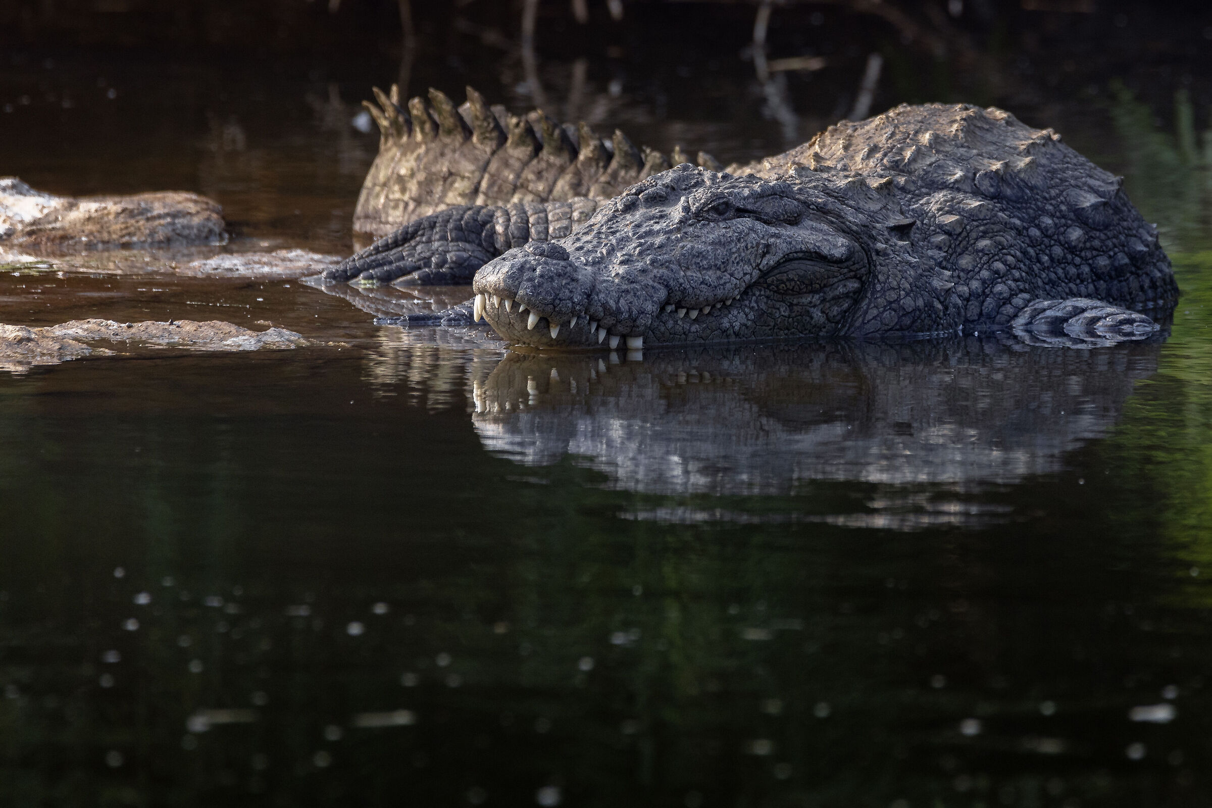 Coccodrillo delle paludi