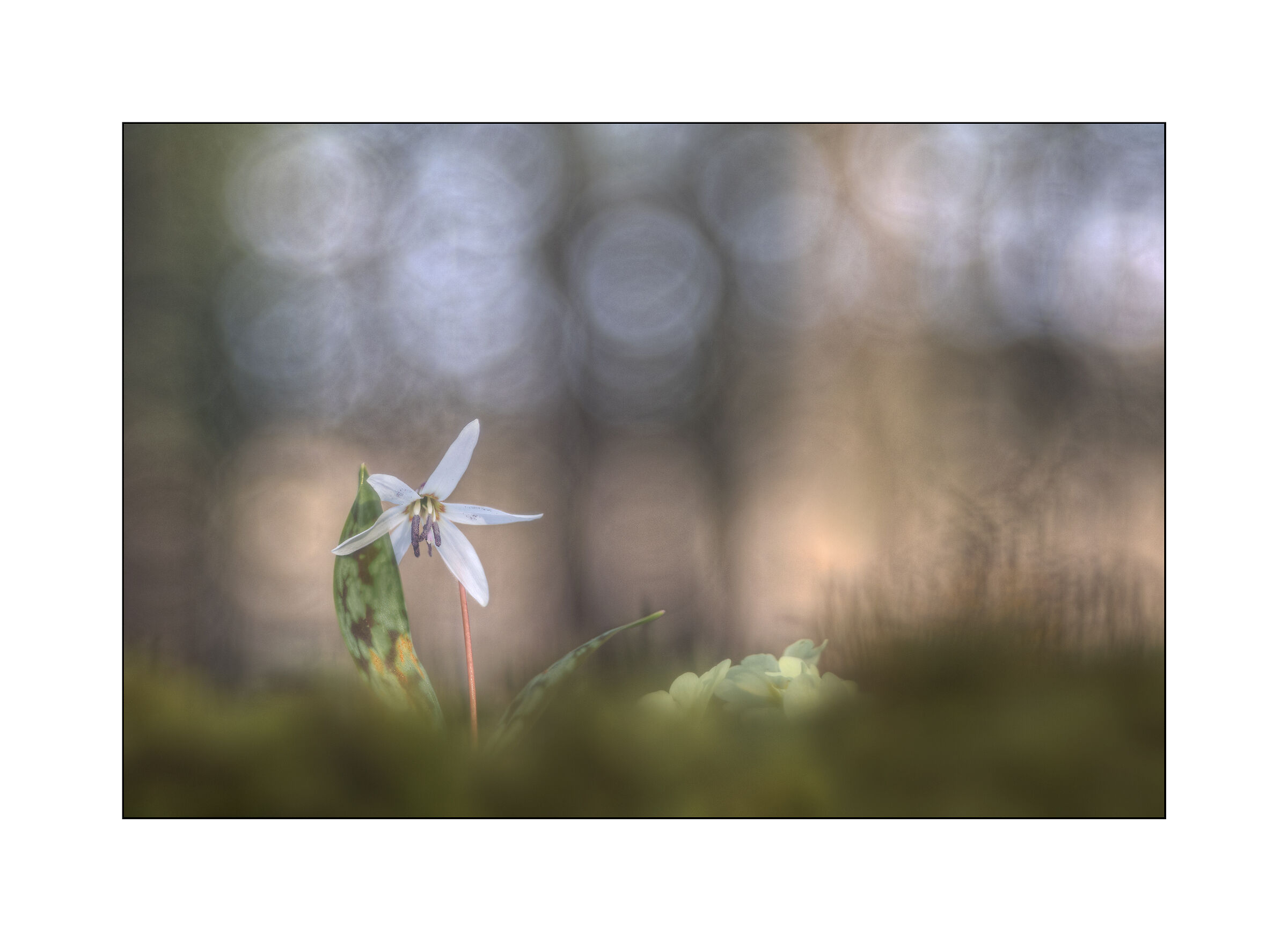 sottobosco primaverile