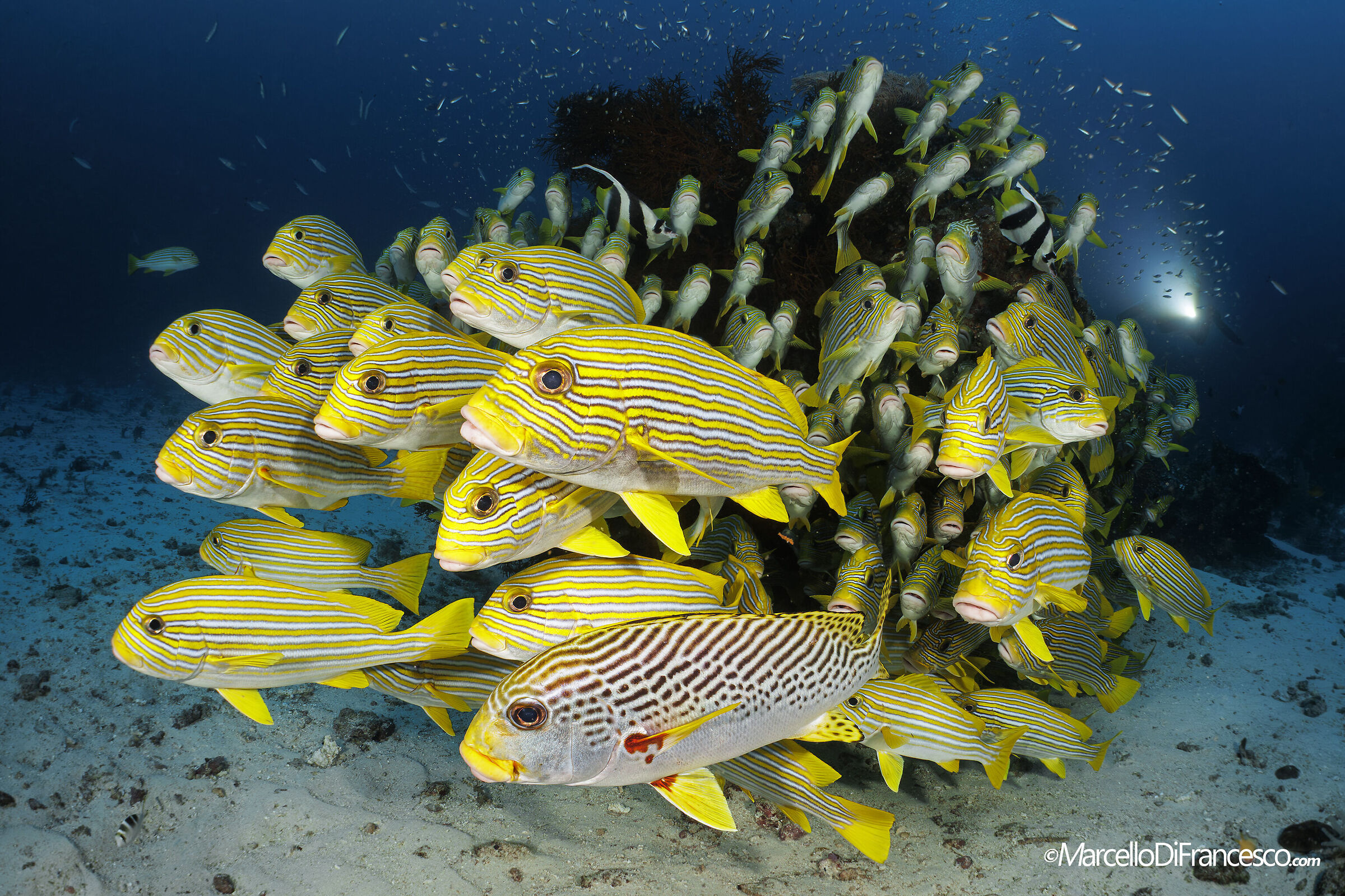 Lip Cakes - Cape Cri