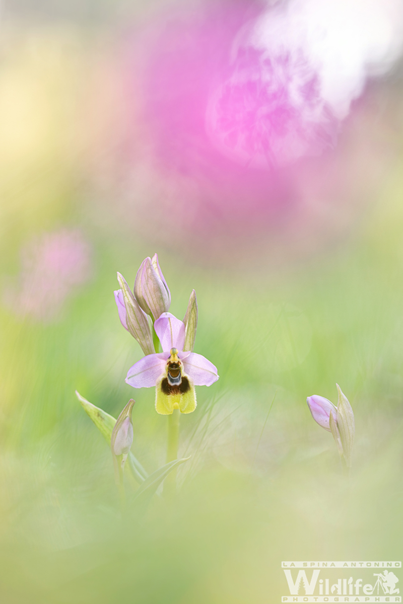 Ophrys tenthredinifera
