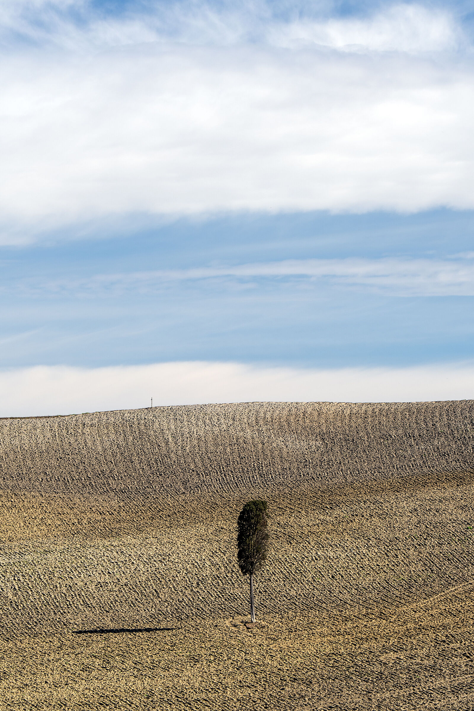 Lone Tree