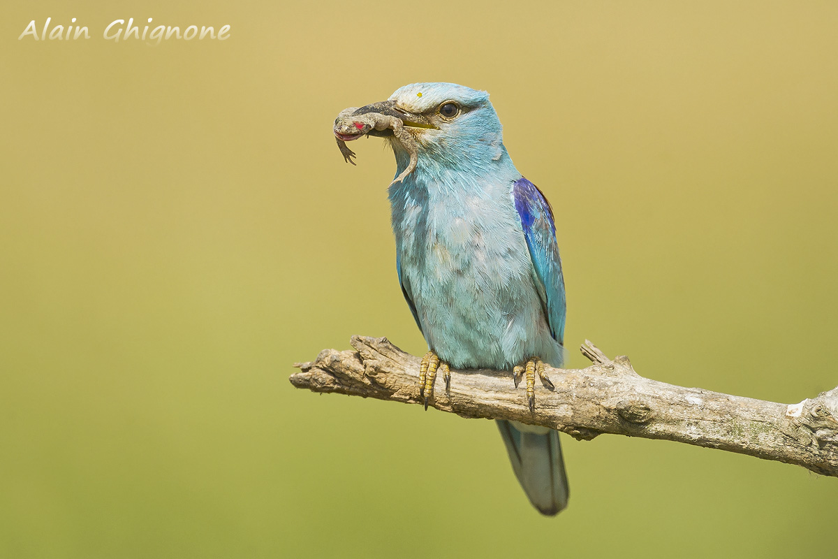 ghiandaia marina con ranocchia