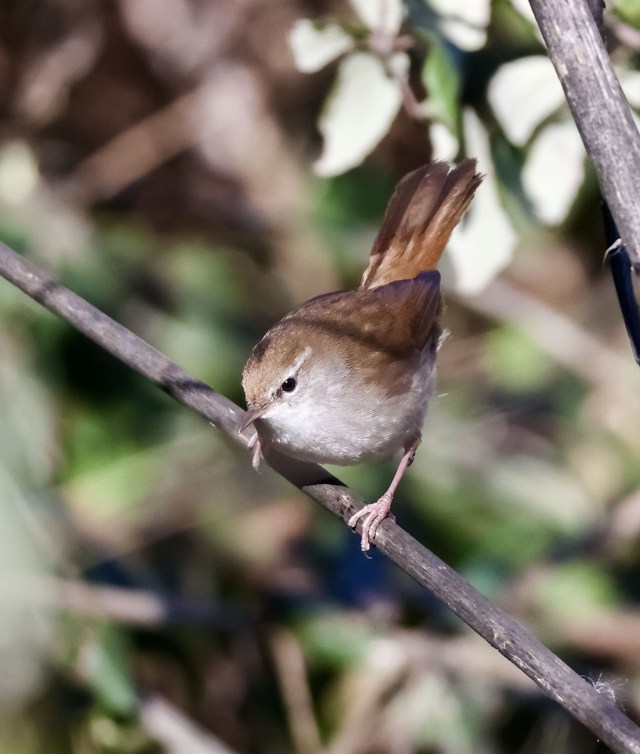 River nightingale