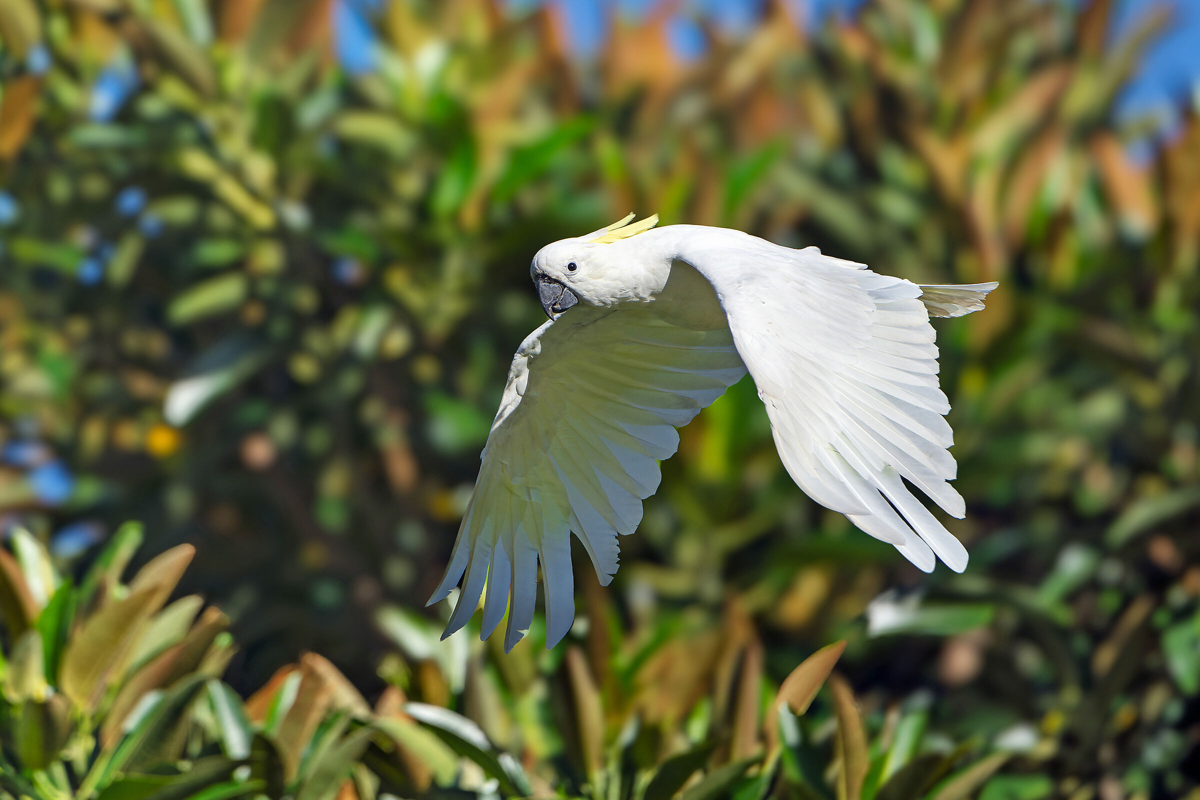 Cacatua crestagialla