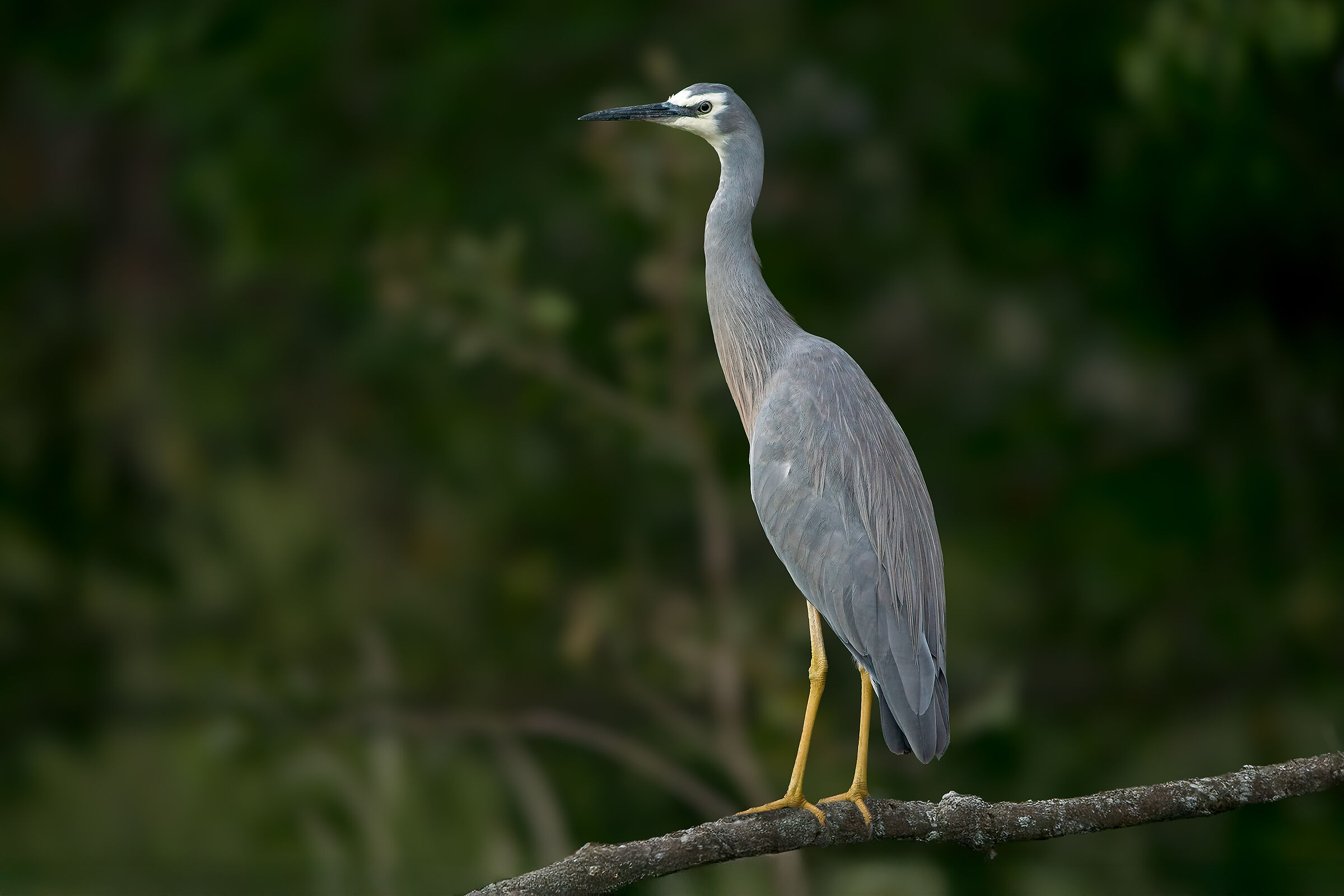 Airone dalla faccia bianca