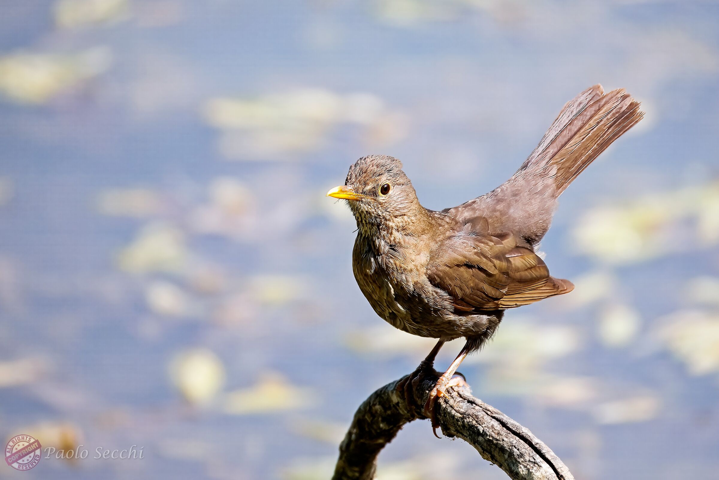 Young blackbird
