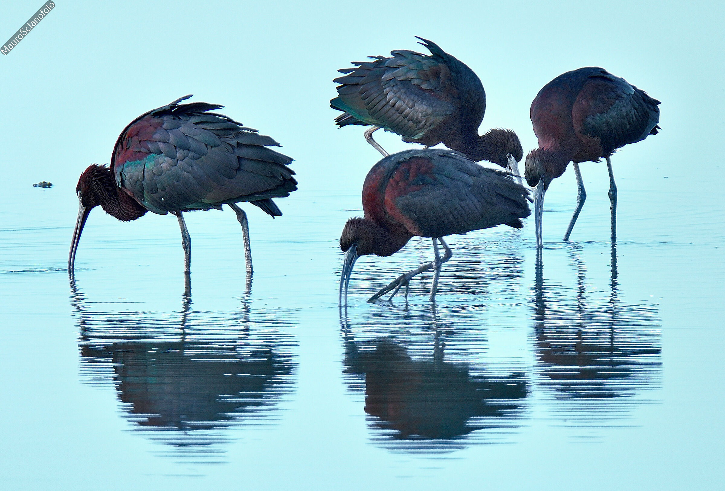 il Girotondo dei Mignattai