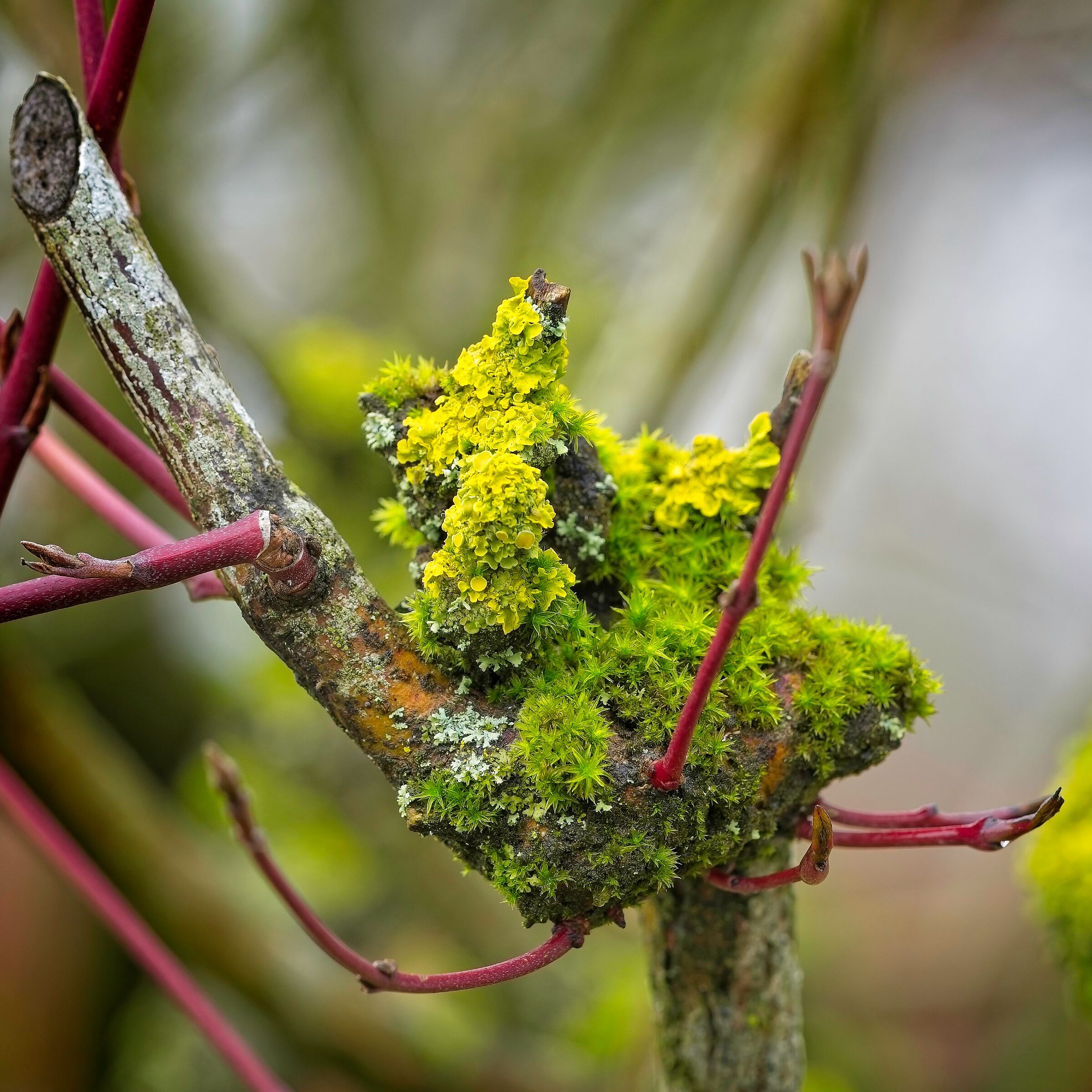 Moss and Lichen