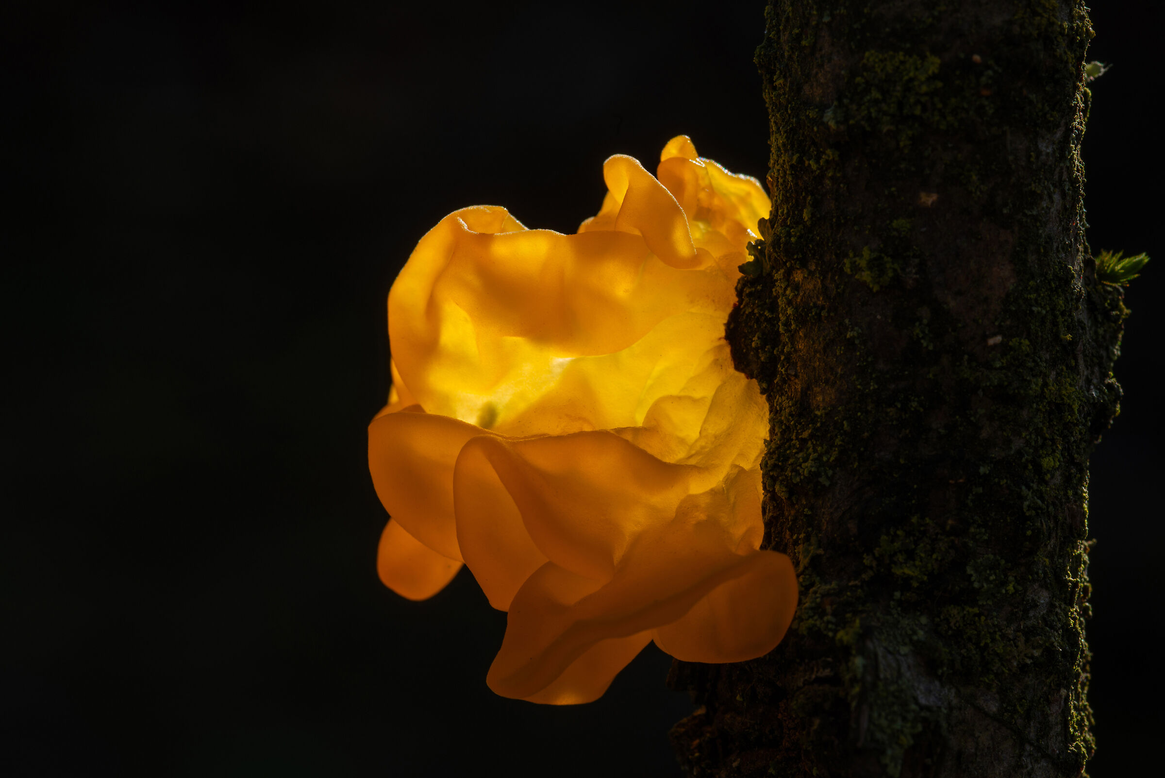 Tremella mesenterica 2