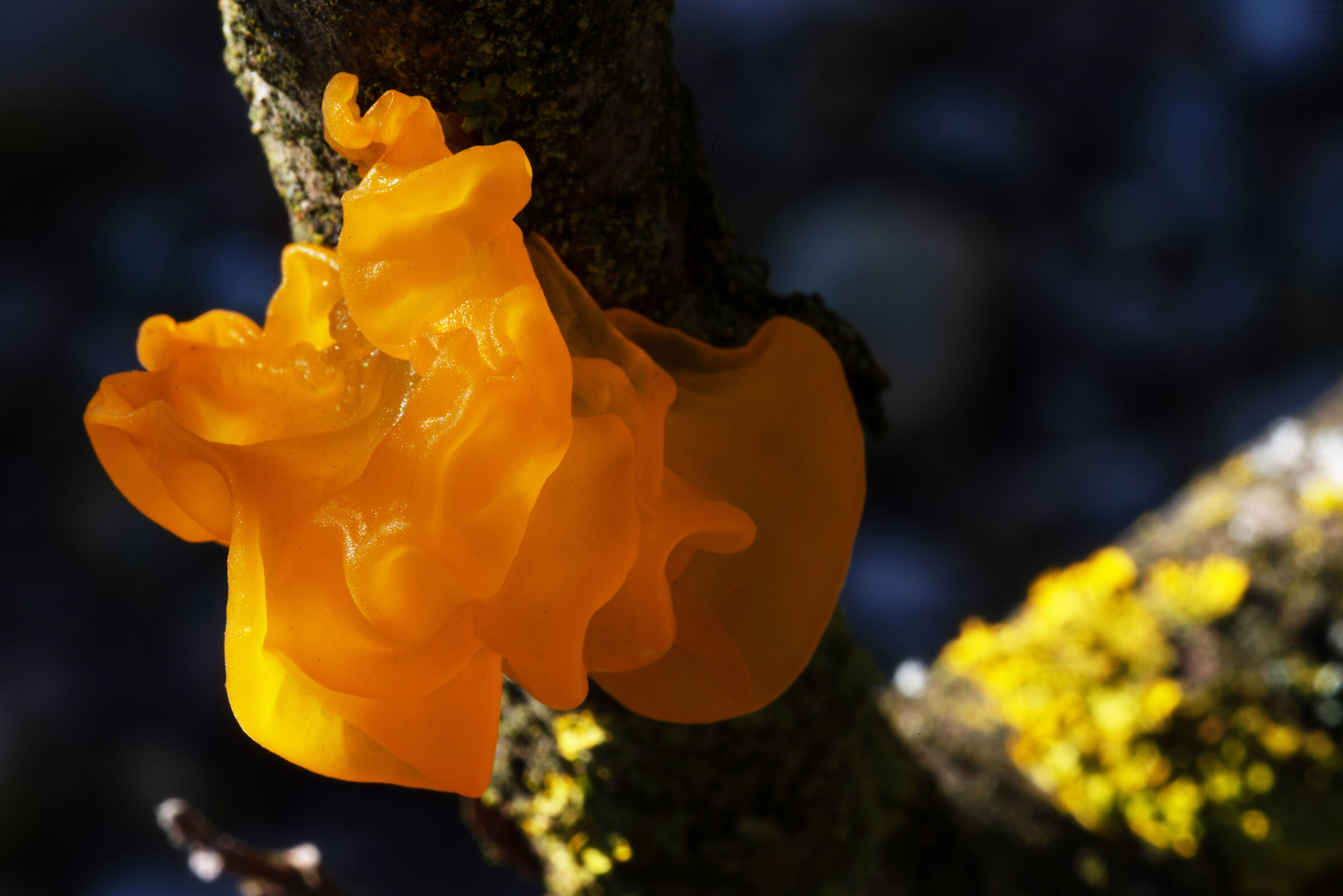 Tremella mesenterica 3
