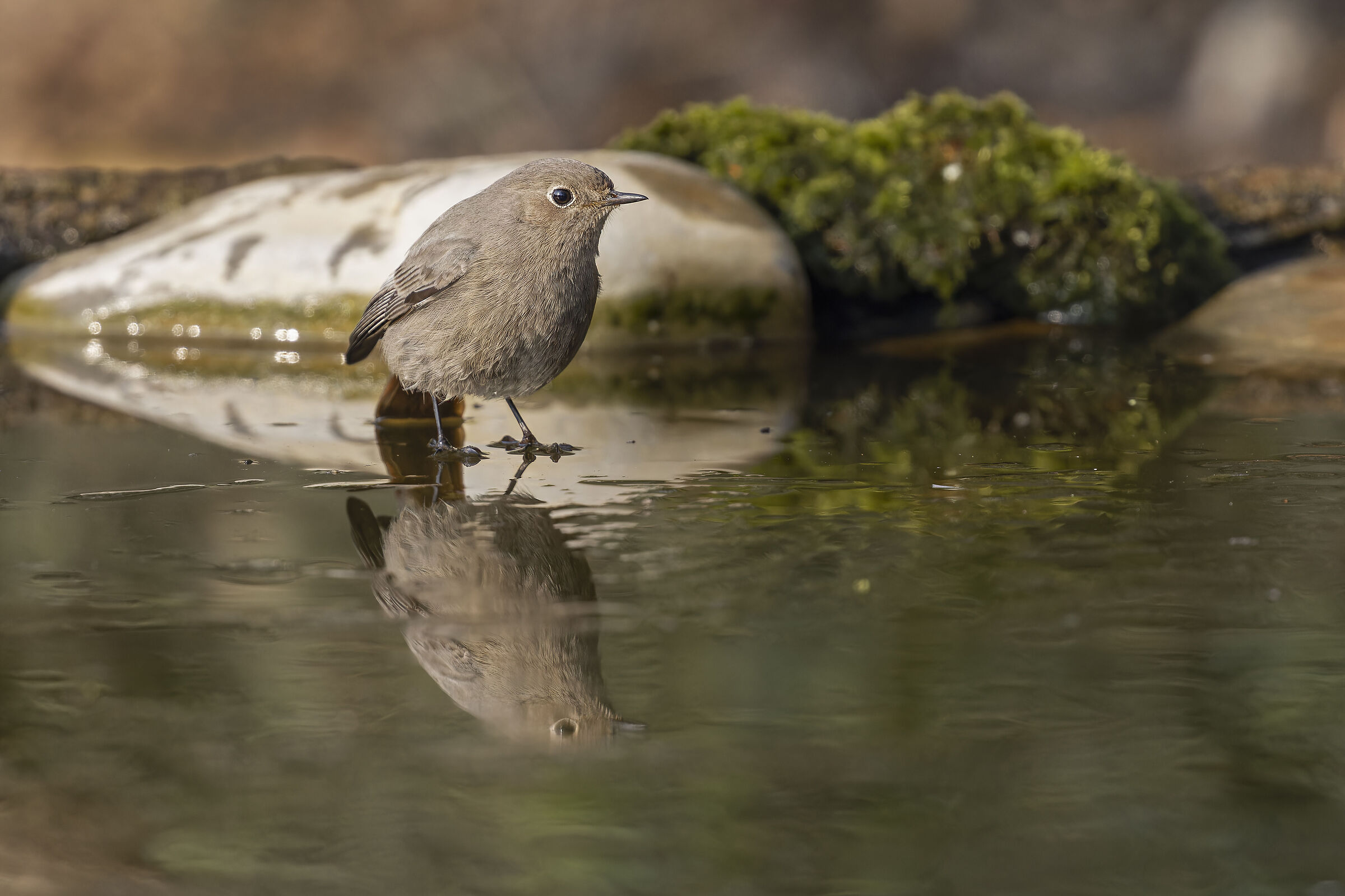Codirosso spazzacamino