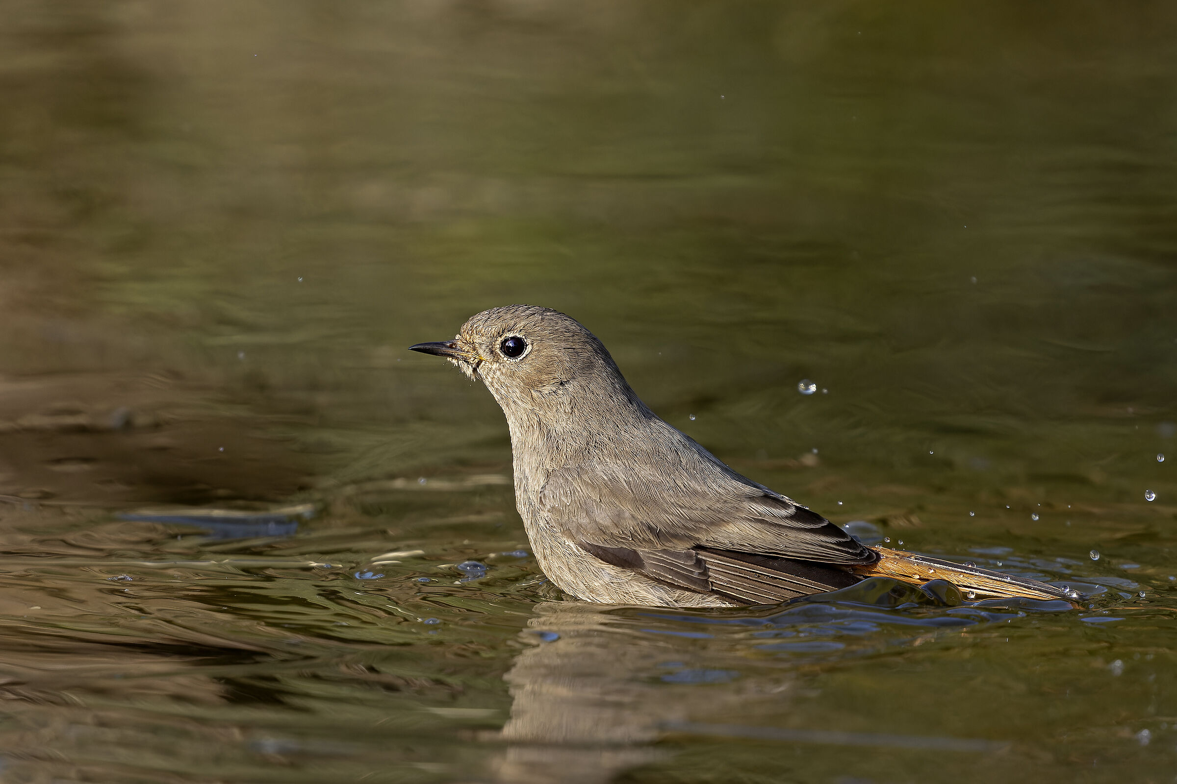 Codirosso spazzacamono