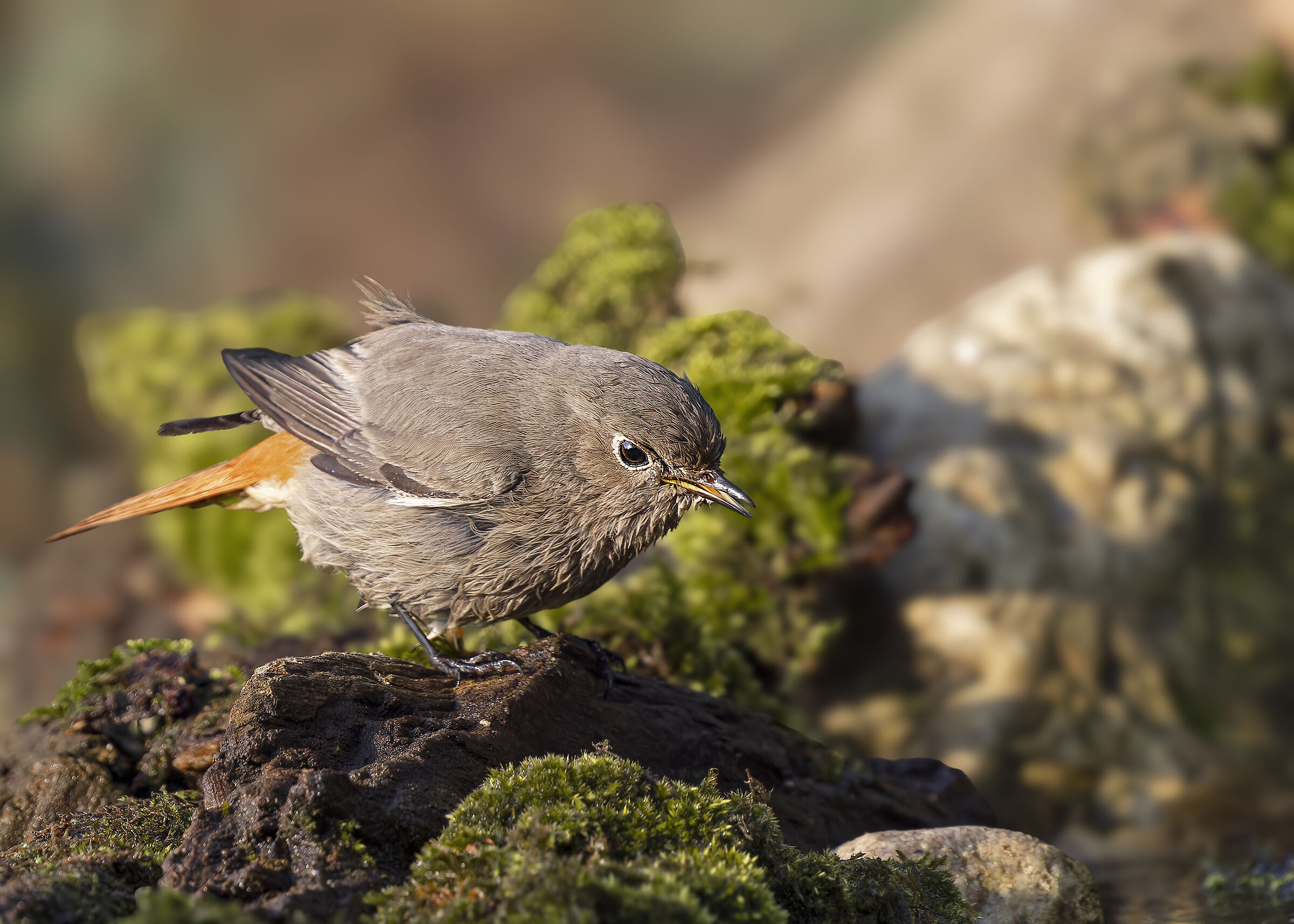 Codirosso spazzacamino