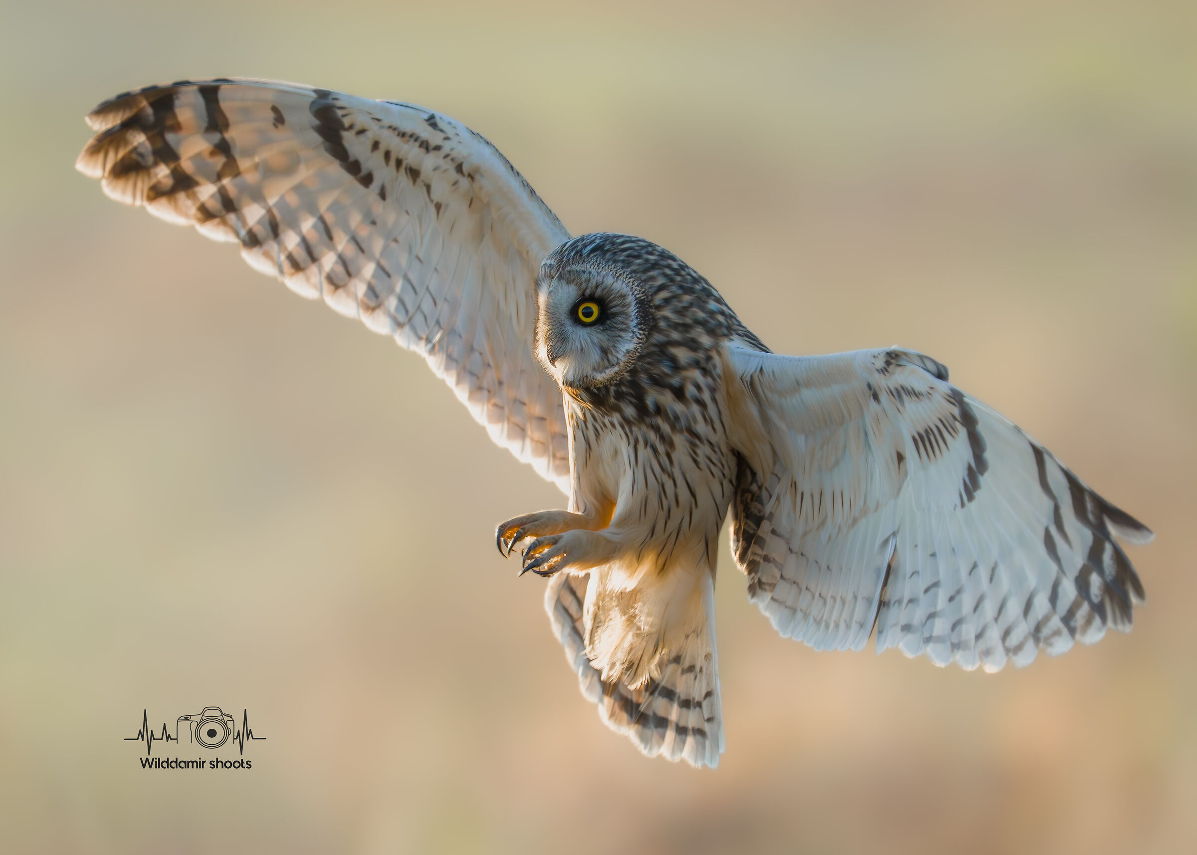 Atterraggio guffo di palude