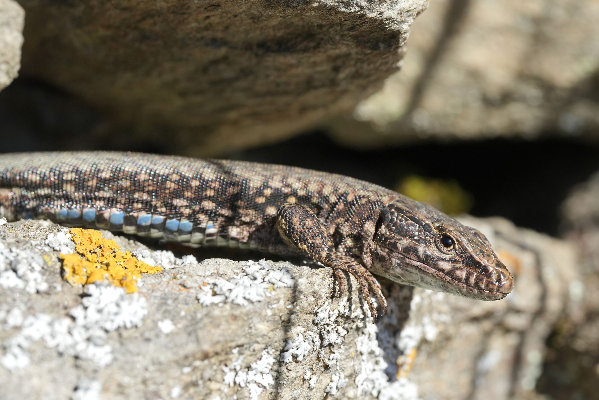 Wall lizard