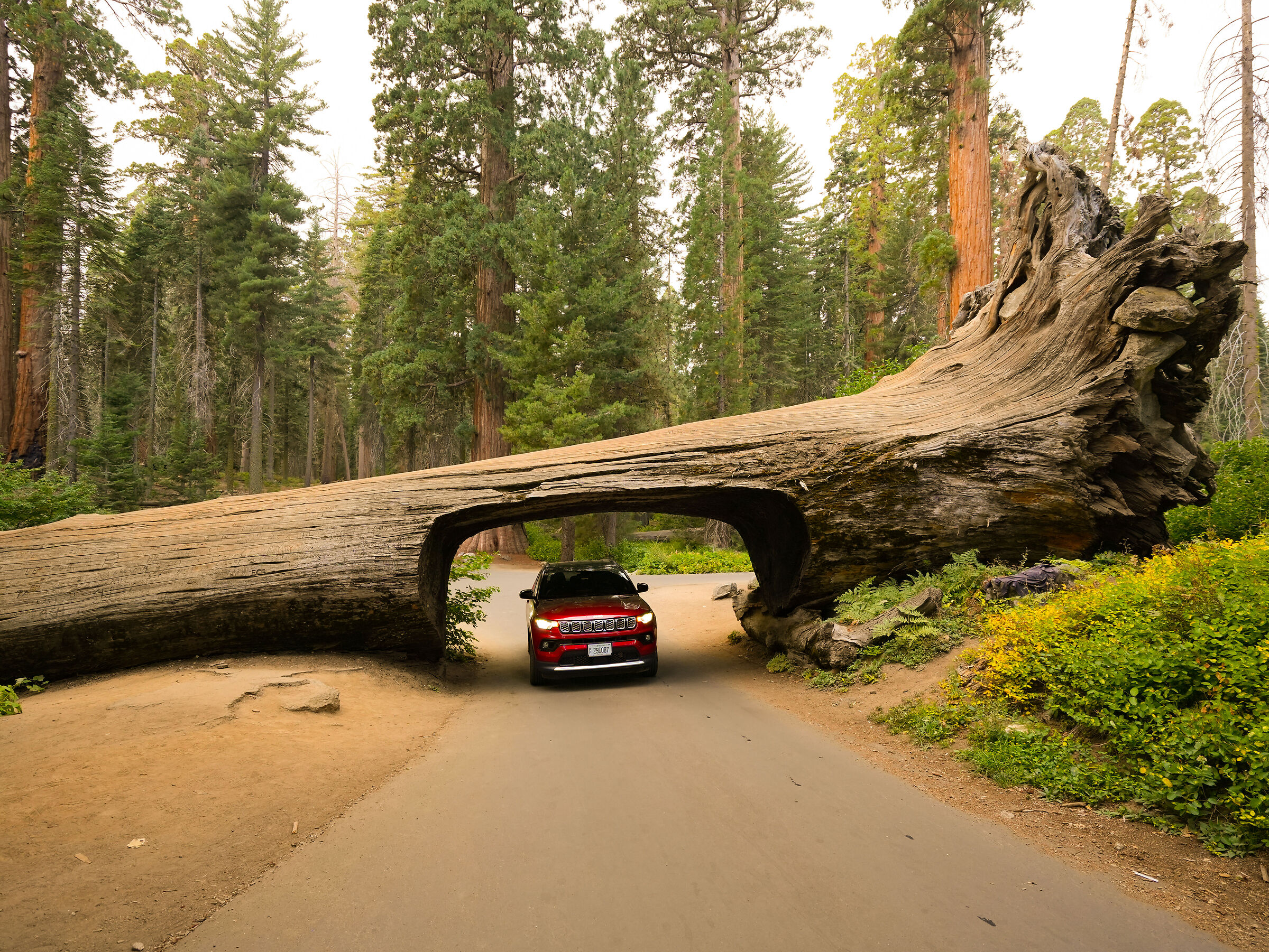 Sequoia National Park