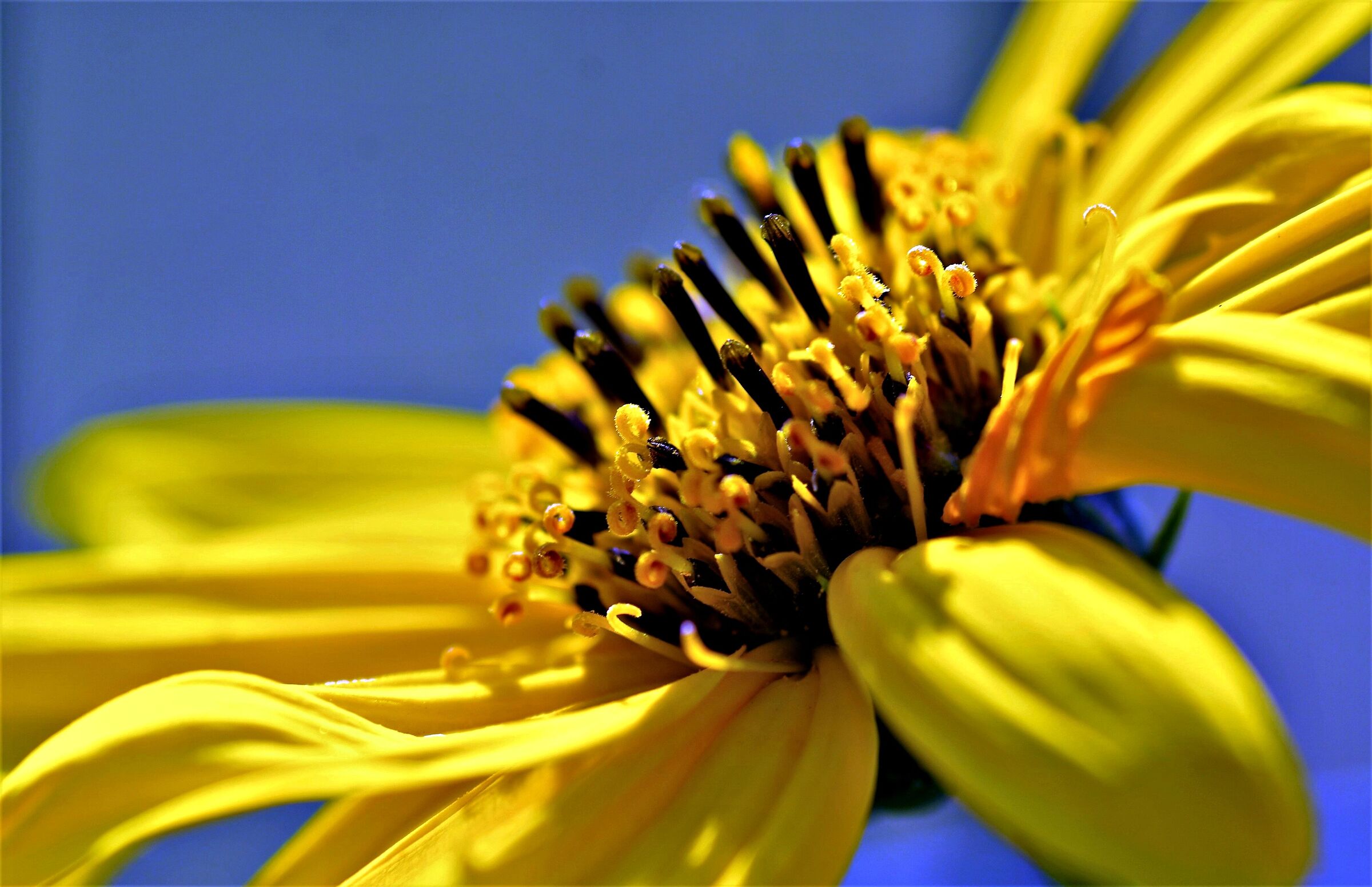 la bellezza della flora