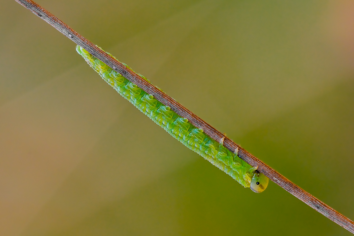 larva di imenottero