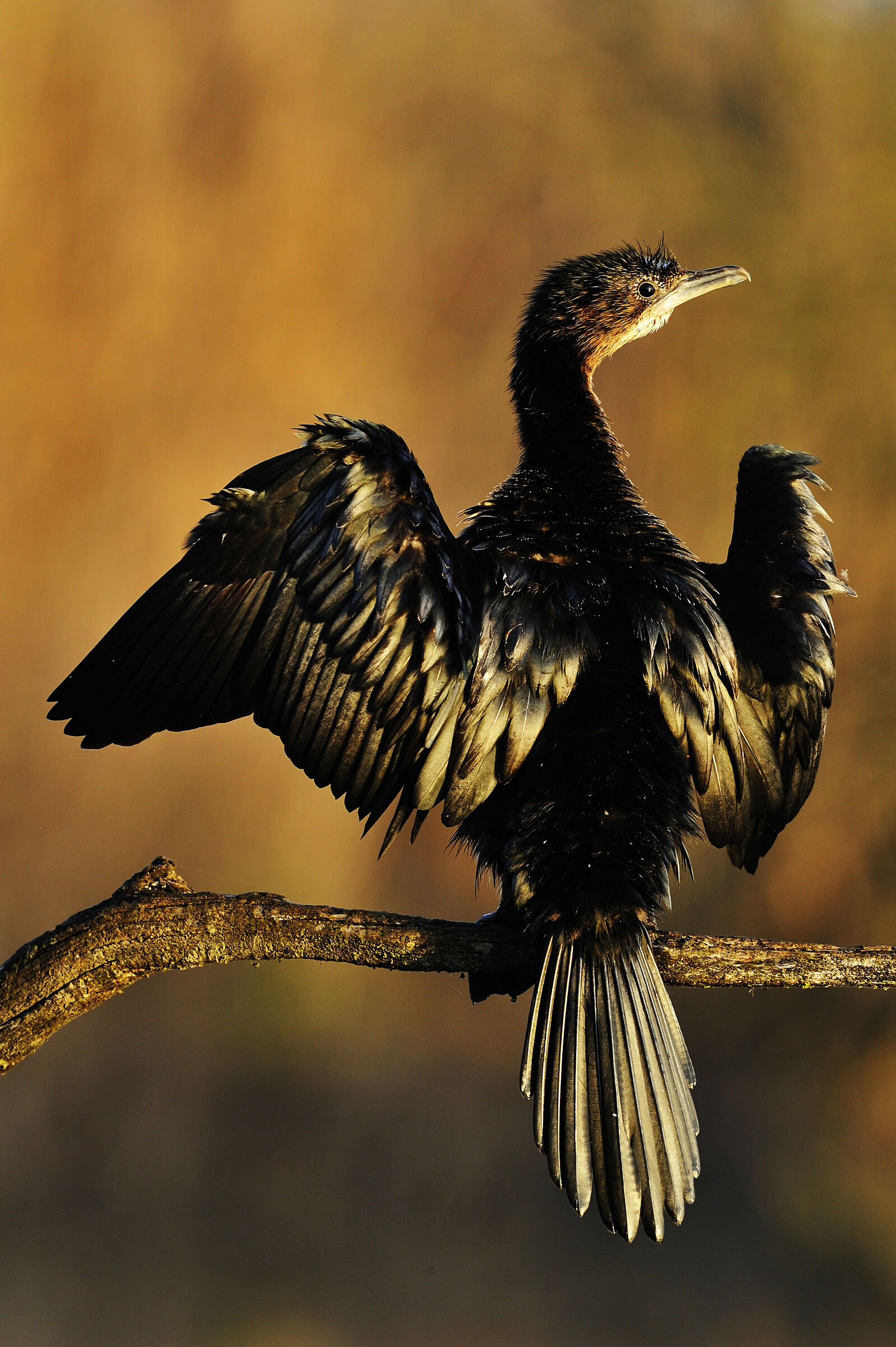 Cormorant