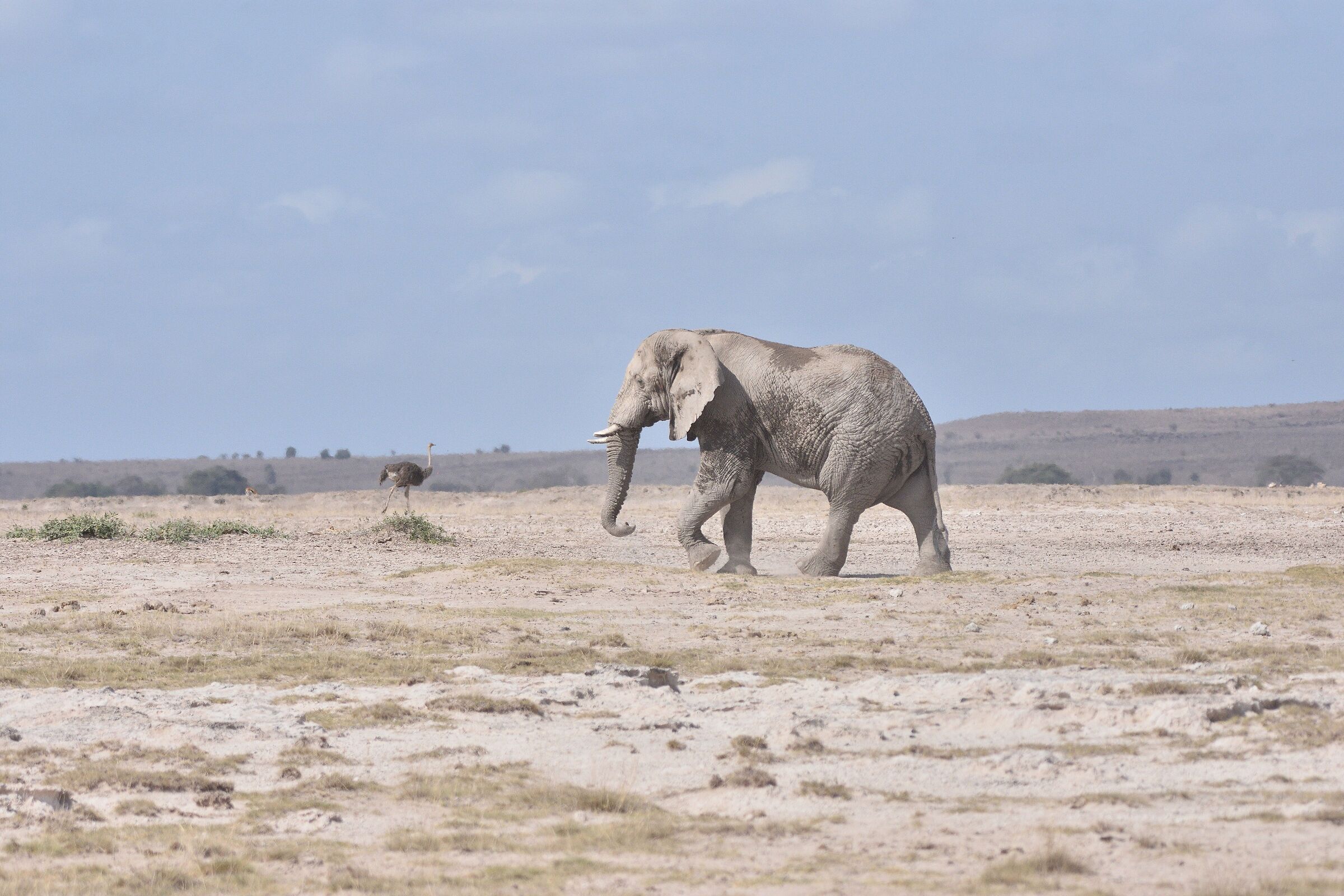 Amboseli park