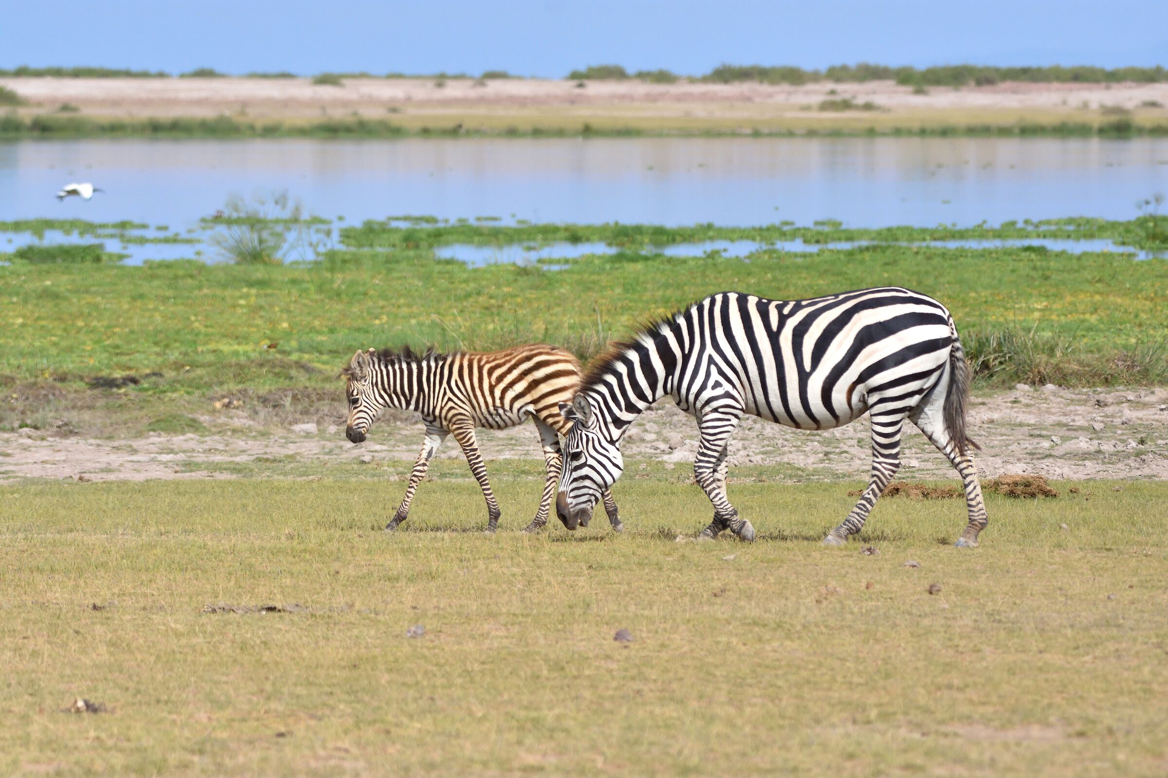 Amboseli Park