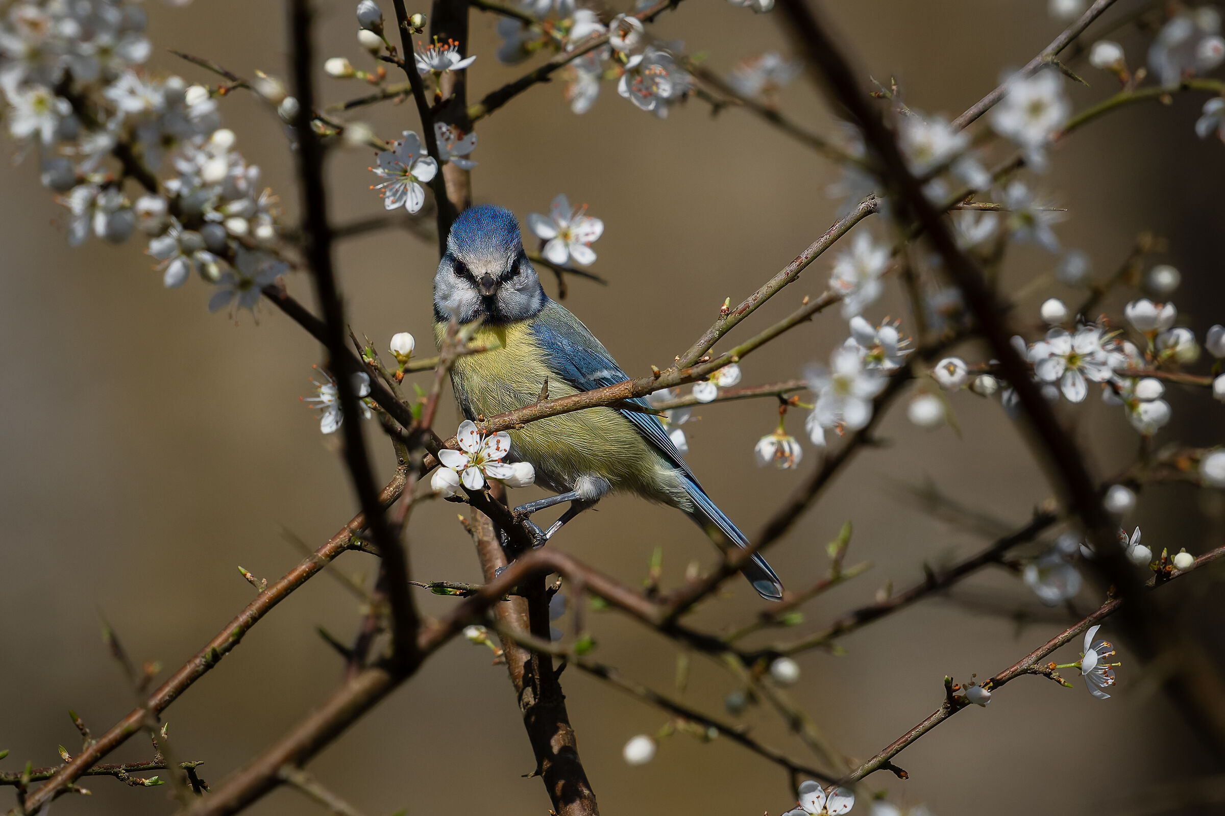anticipo di primavera