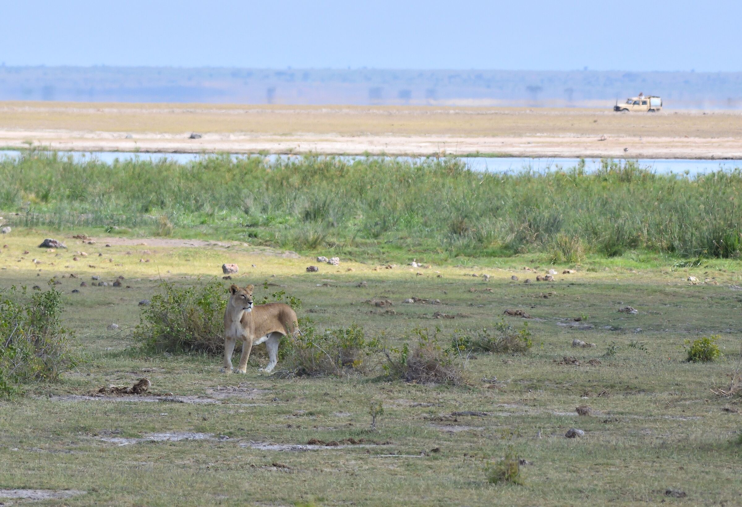 Amboseli Park