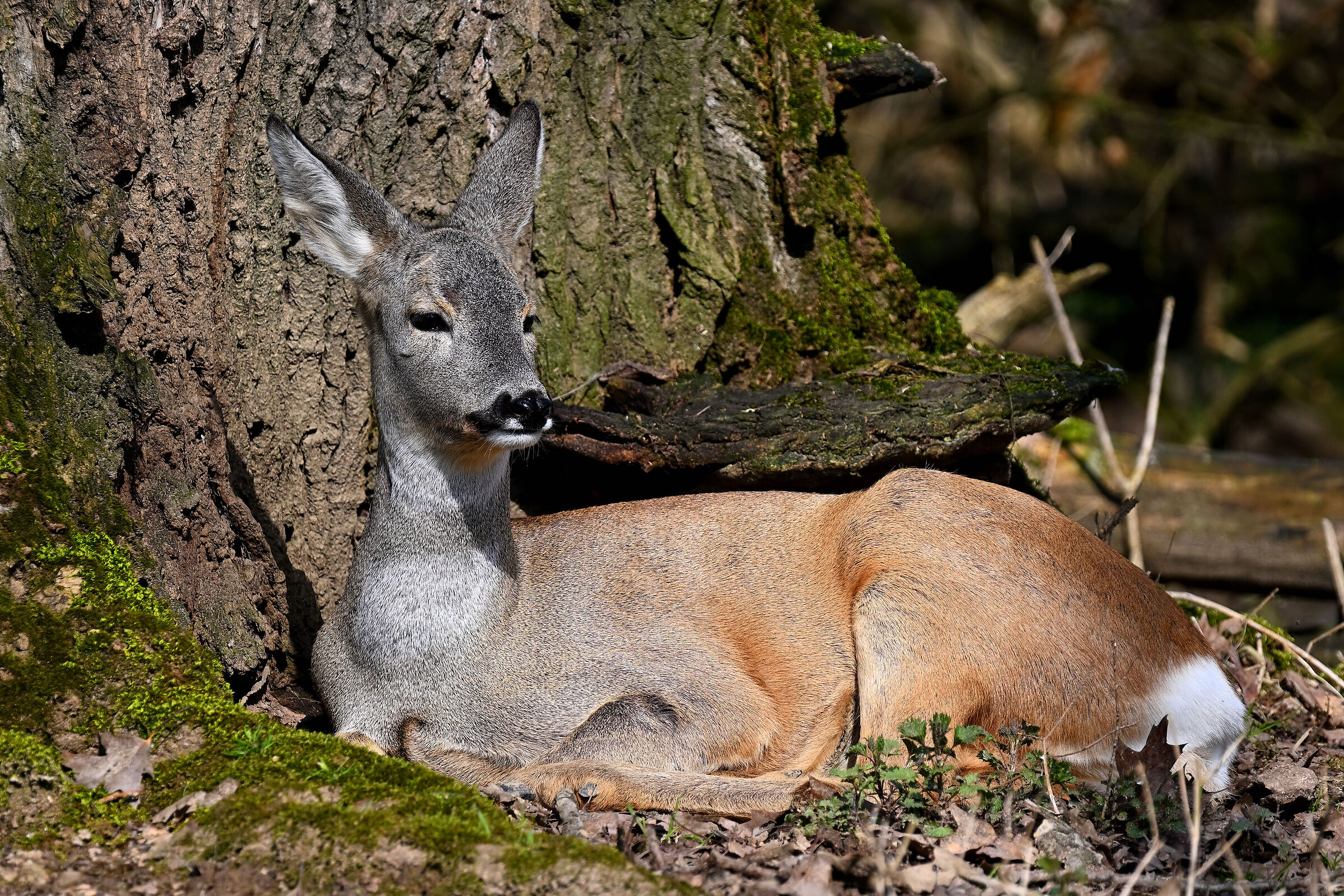 Roe deer