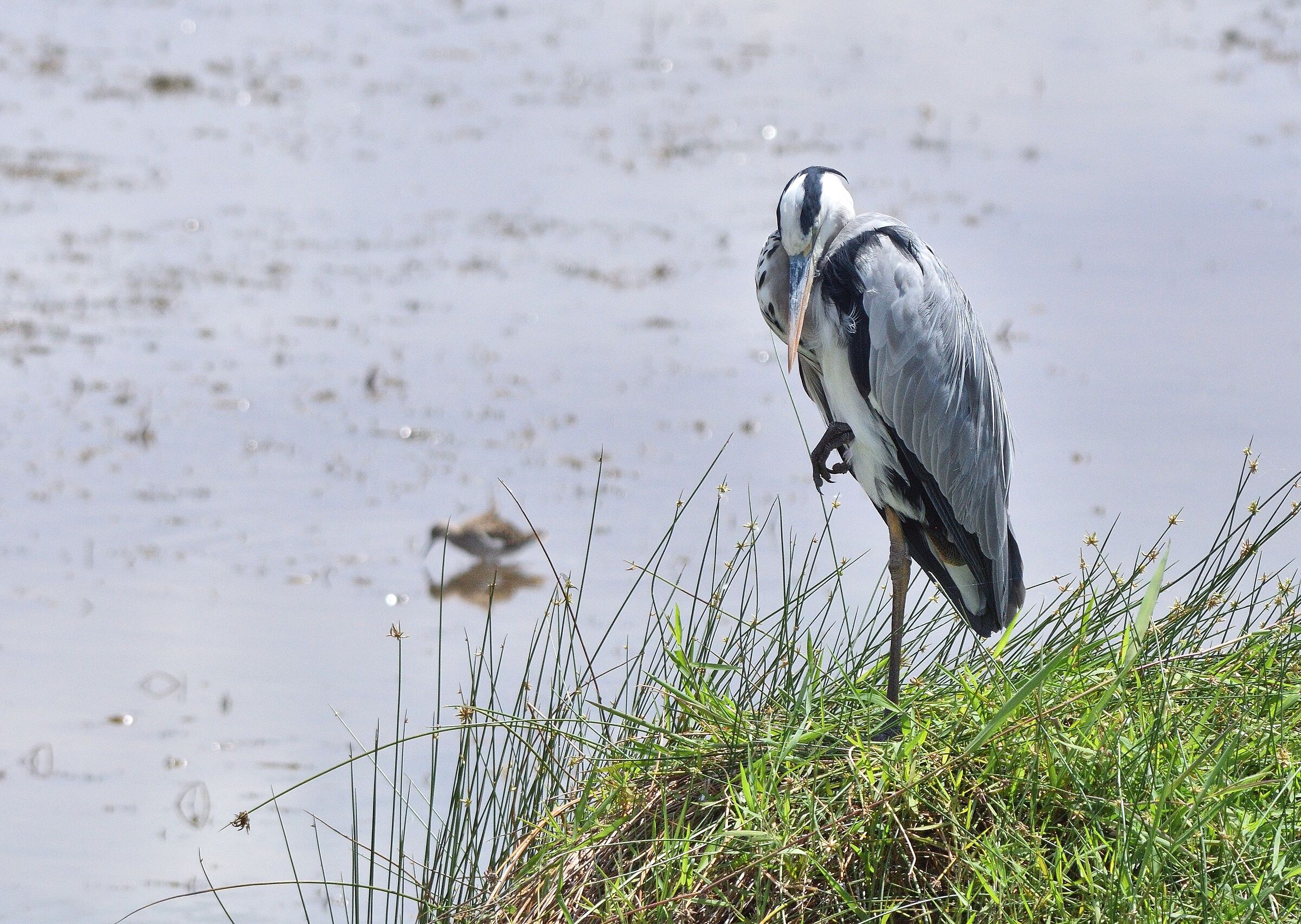 Amboseli Park