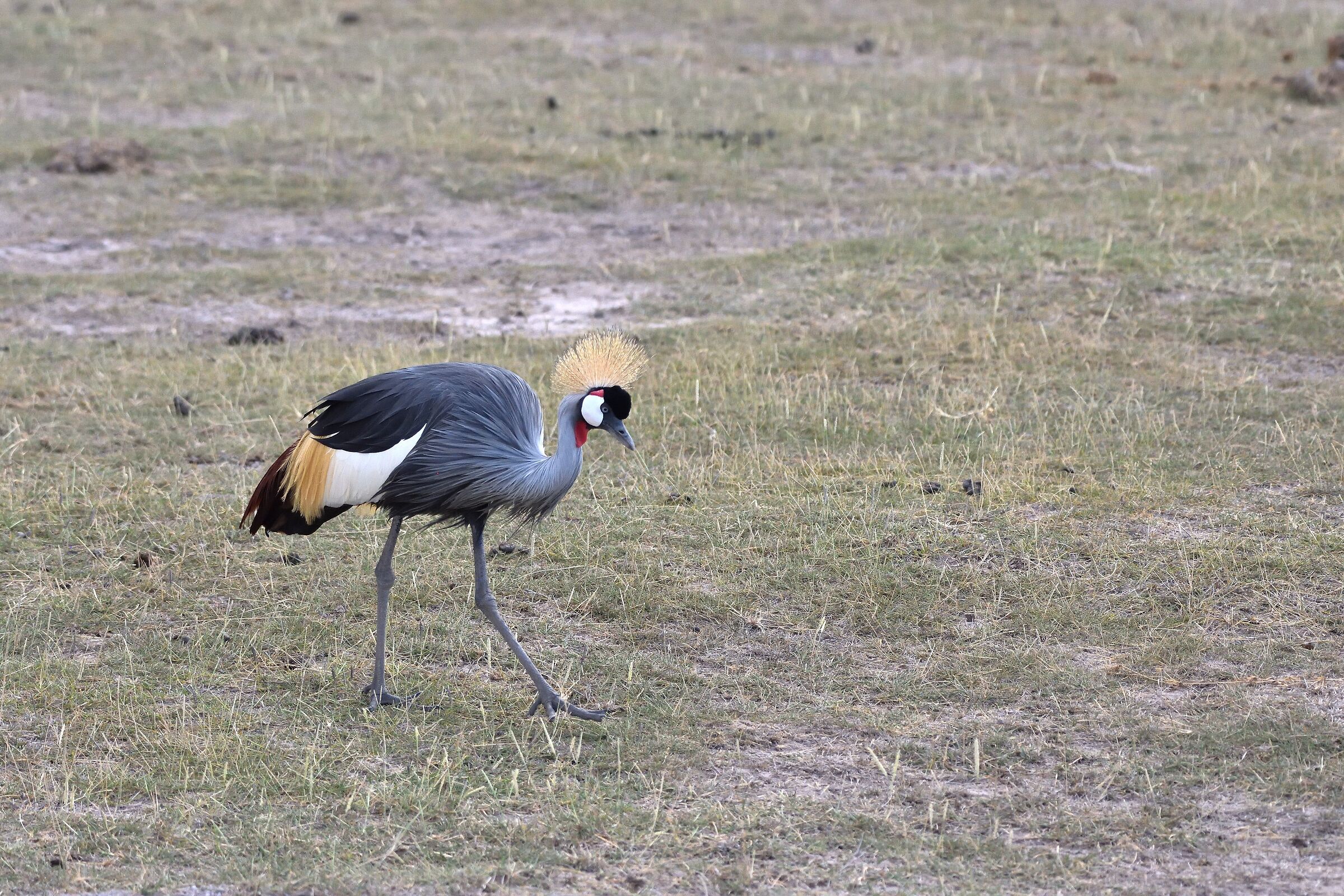 Amboseli park