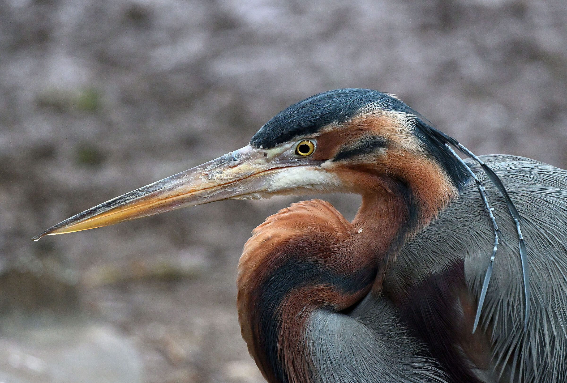 Purple Heron Portrait