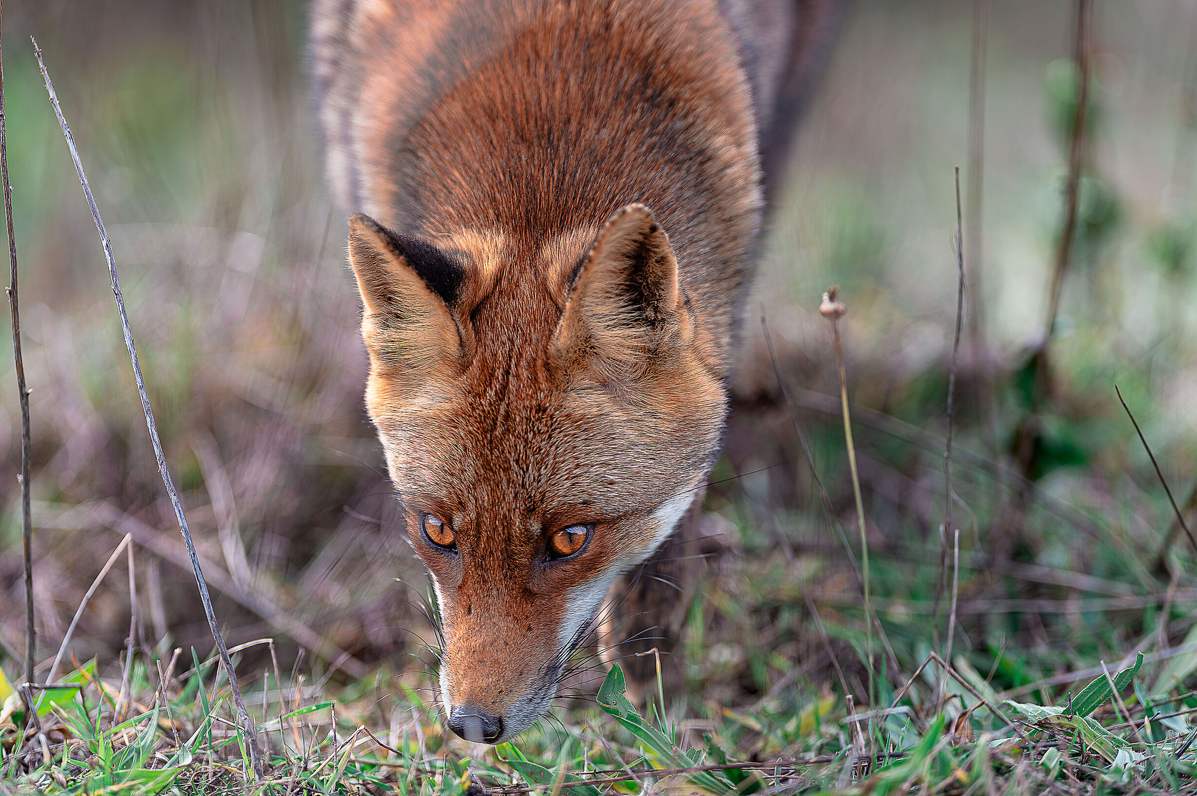 fox