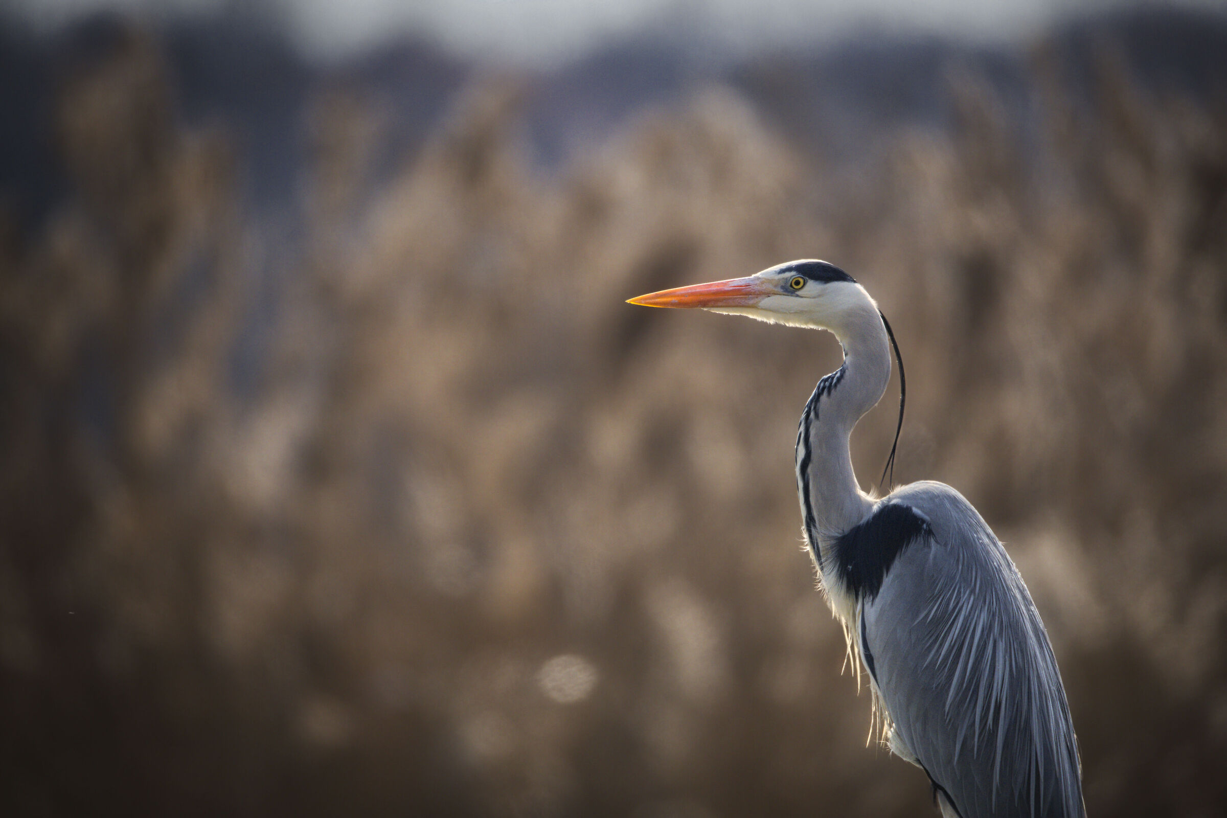 Il maggiordomo della palude