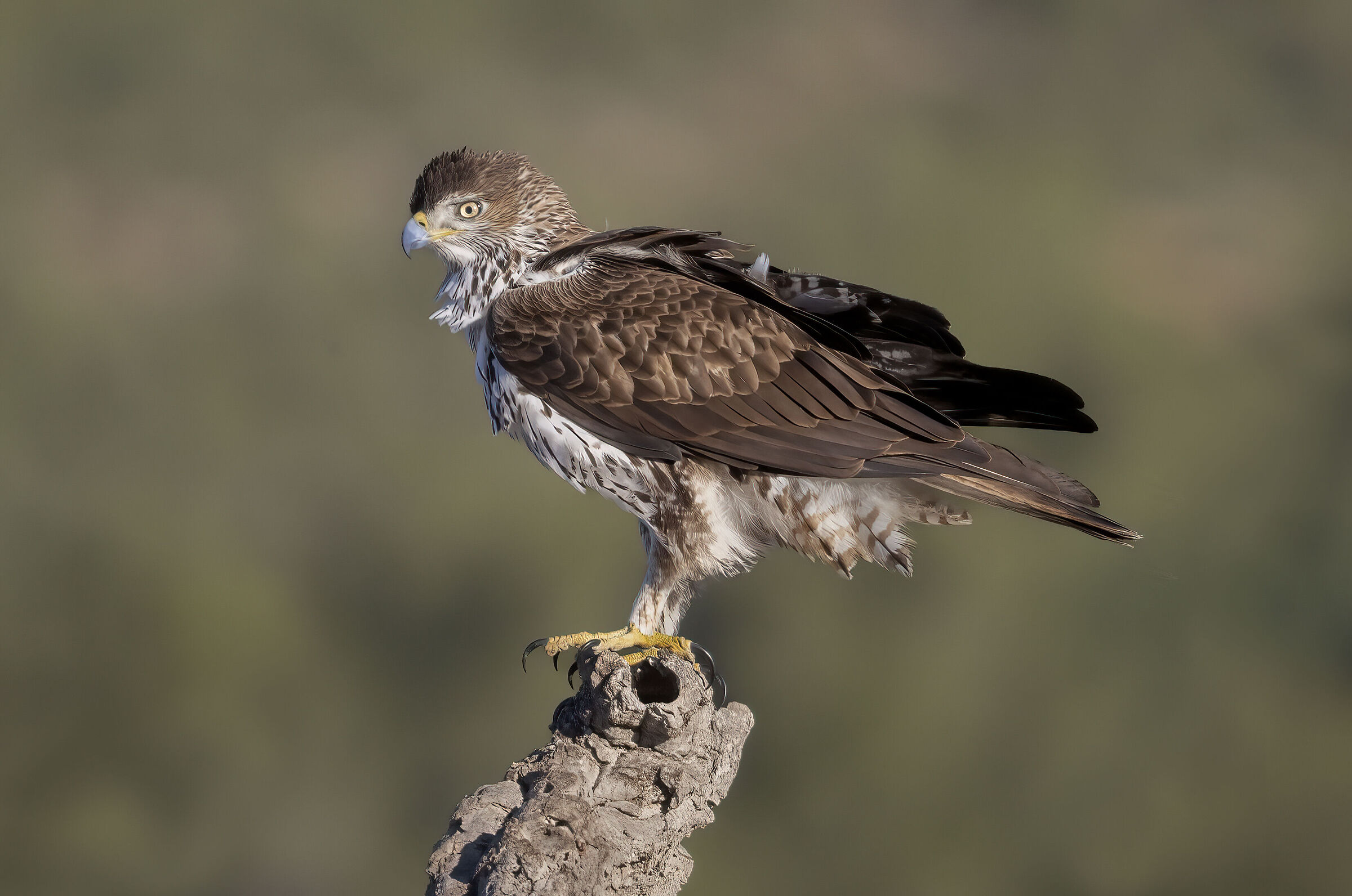 aquila del bonelli maschio, febbraio 2026