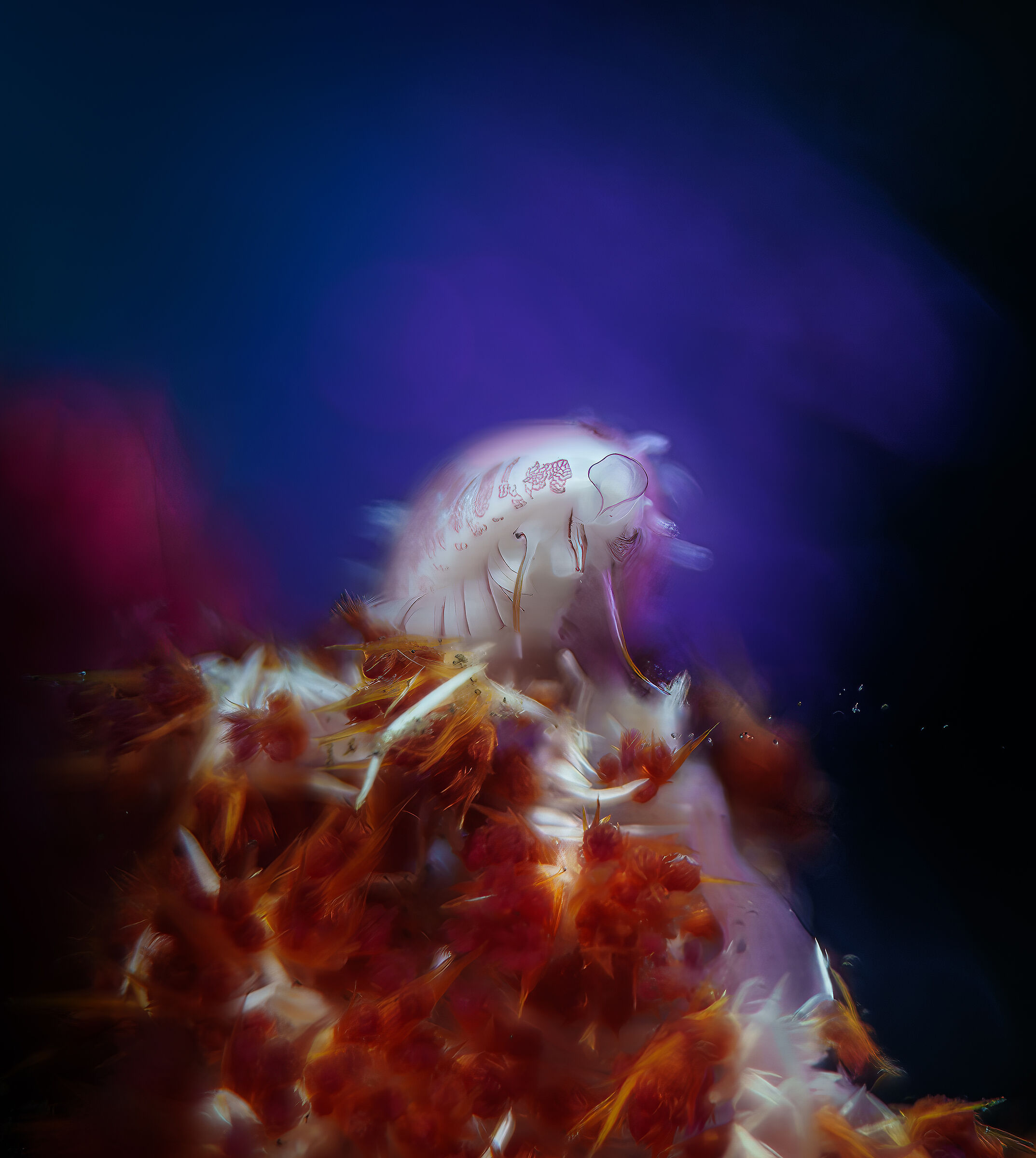 Gasteropode Pseudosimnia punctata su una Dendronephthy